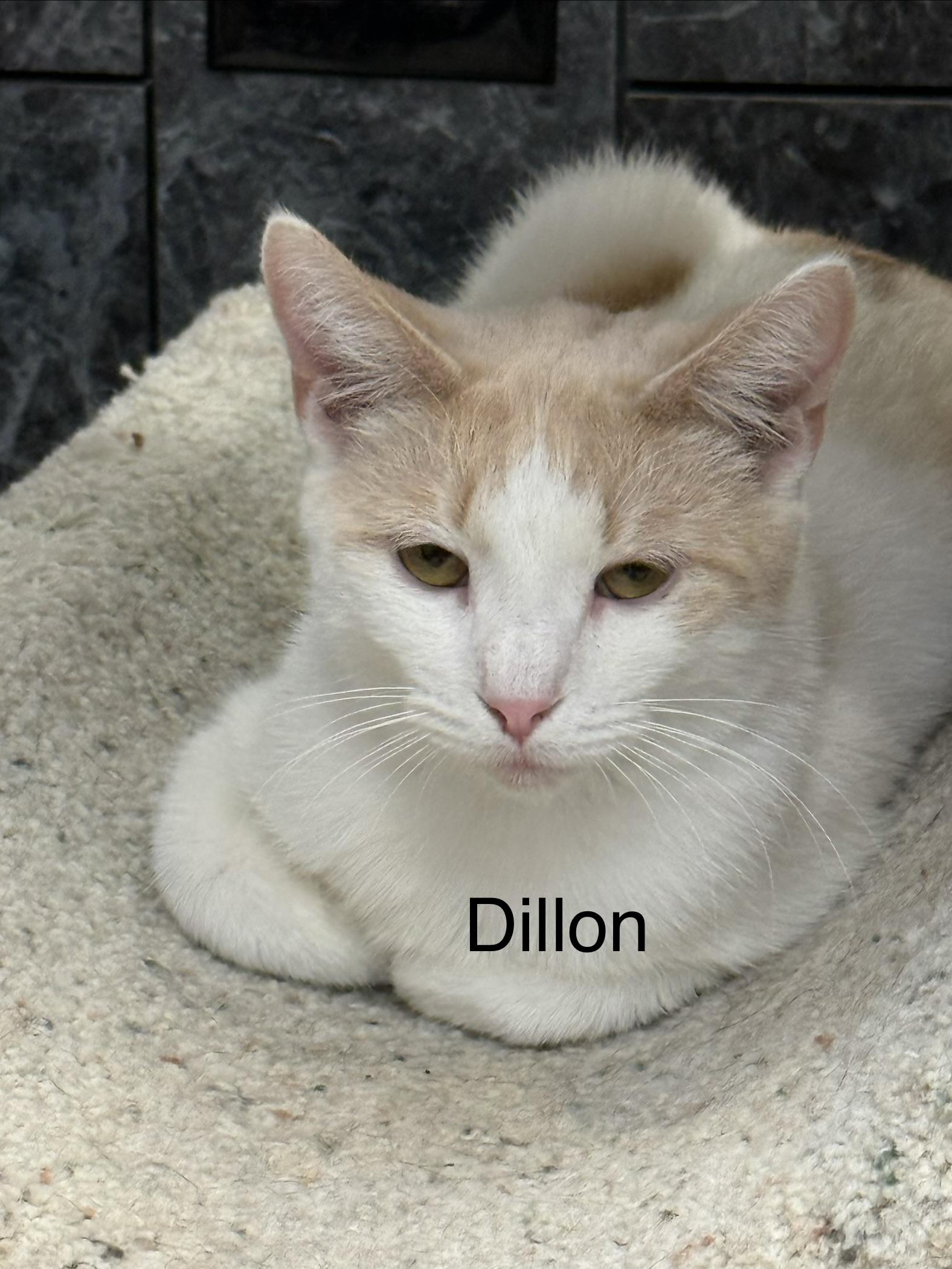 Enlarge Dillon, a ADOPTABLE Domestic Short Hair in Plymouth, MA image 3/3