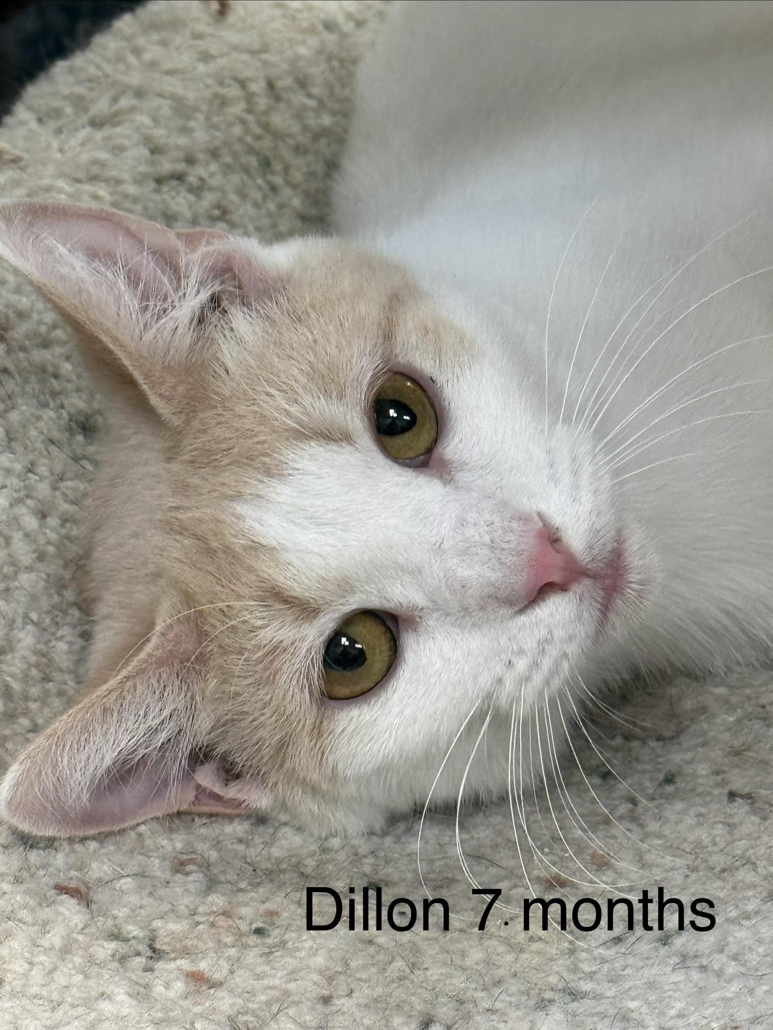 Enlarge Dillon, a ADOPTABLE Domestic Short Hair in Plymouth, MA image 2/3