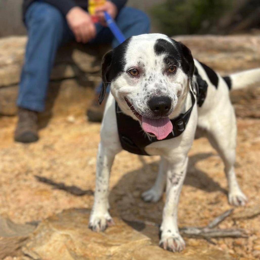 Muscle-man, Adoptable, Young Male Mixed Breed.