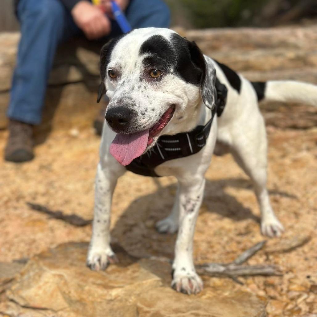 Enlarge Muscle-man, a Adoptable Mixed Breed in Corbin, KY image 2/6