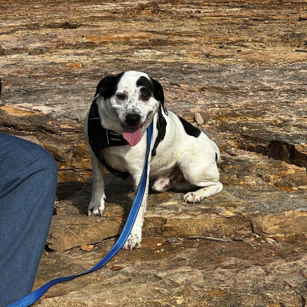 Enlarge Muscle-man, a Adoptable Mixed Breed in Corbin, KY image 3/6