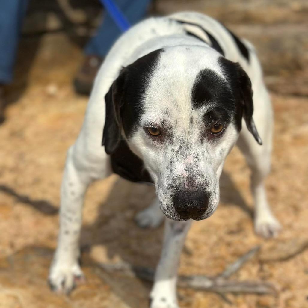 Enlarge Muscle-man, a Adoptable Mixed Breed in Corbin, KY image 4/6