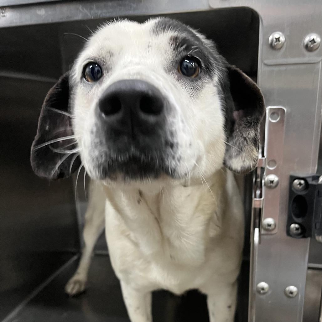 Enlarge Muscle-man, a Adoptable Mixed Breed in Corbin, KY image 6/6