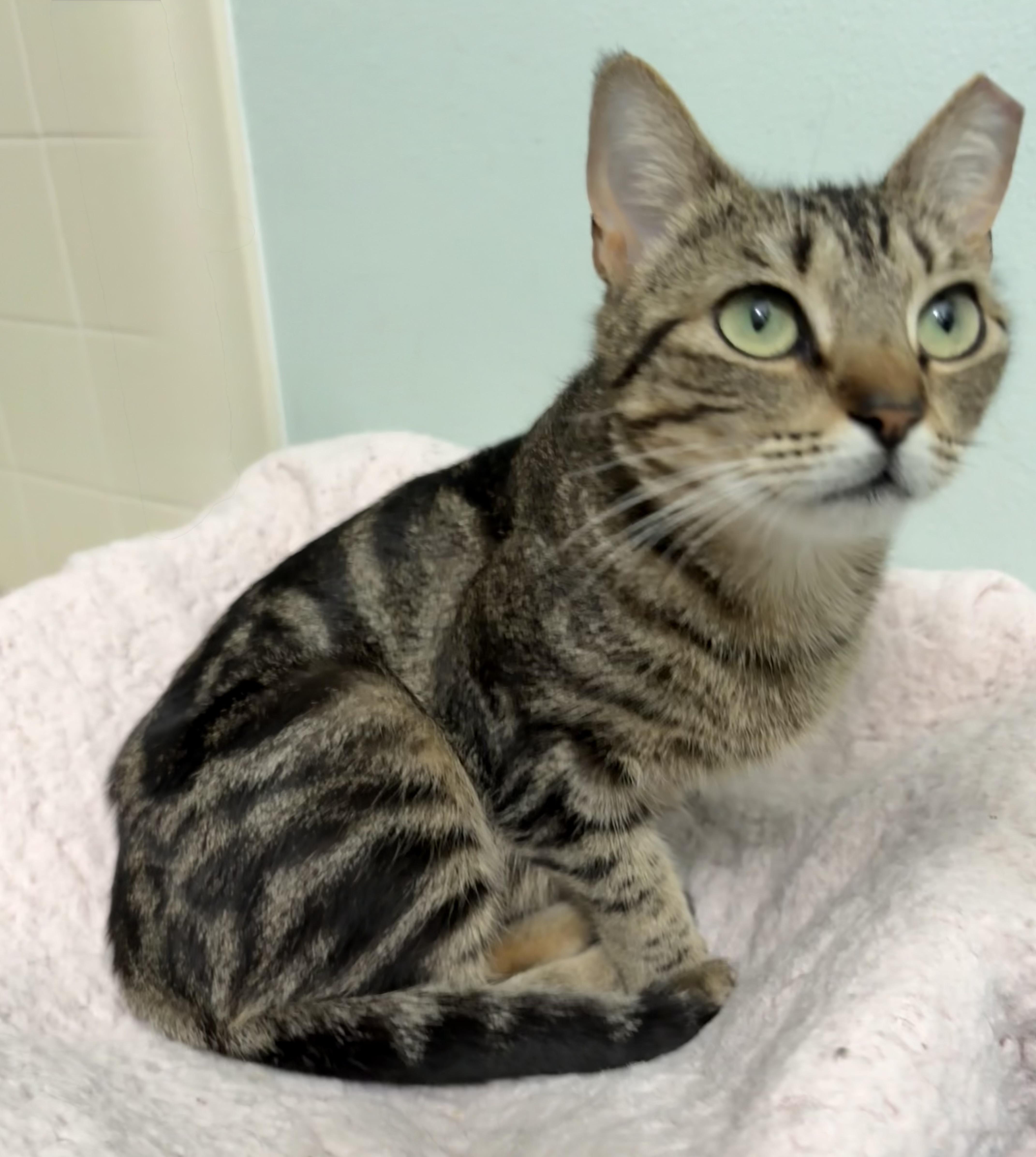 Clover, a ADOPTABLE mixed breed in Brooksville, FL image 4/6