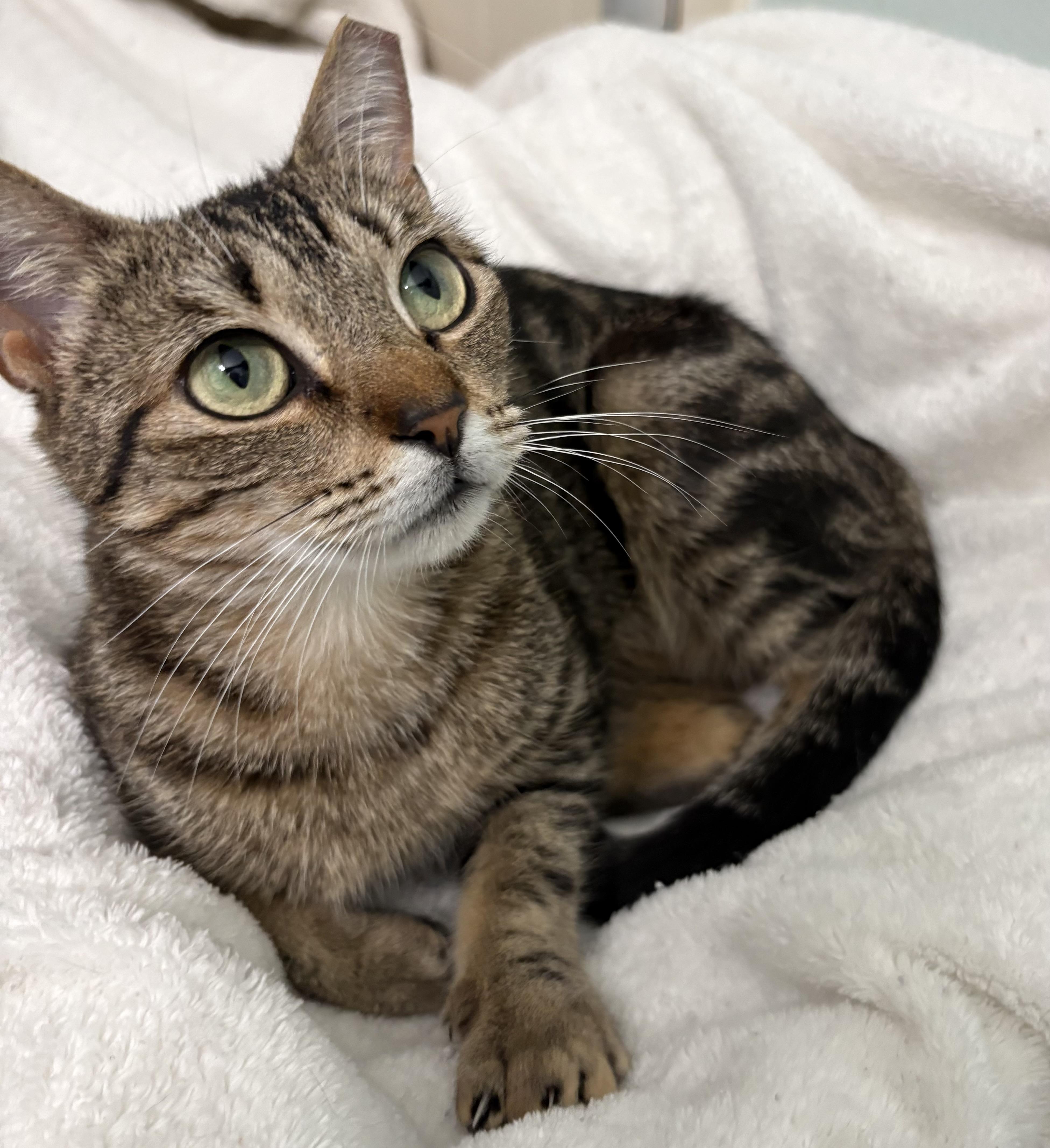 Clover, a ADOPTABLE mixed breed in Brooksville, FL image 6/6