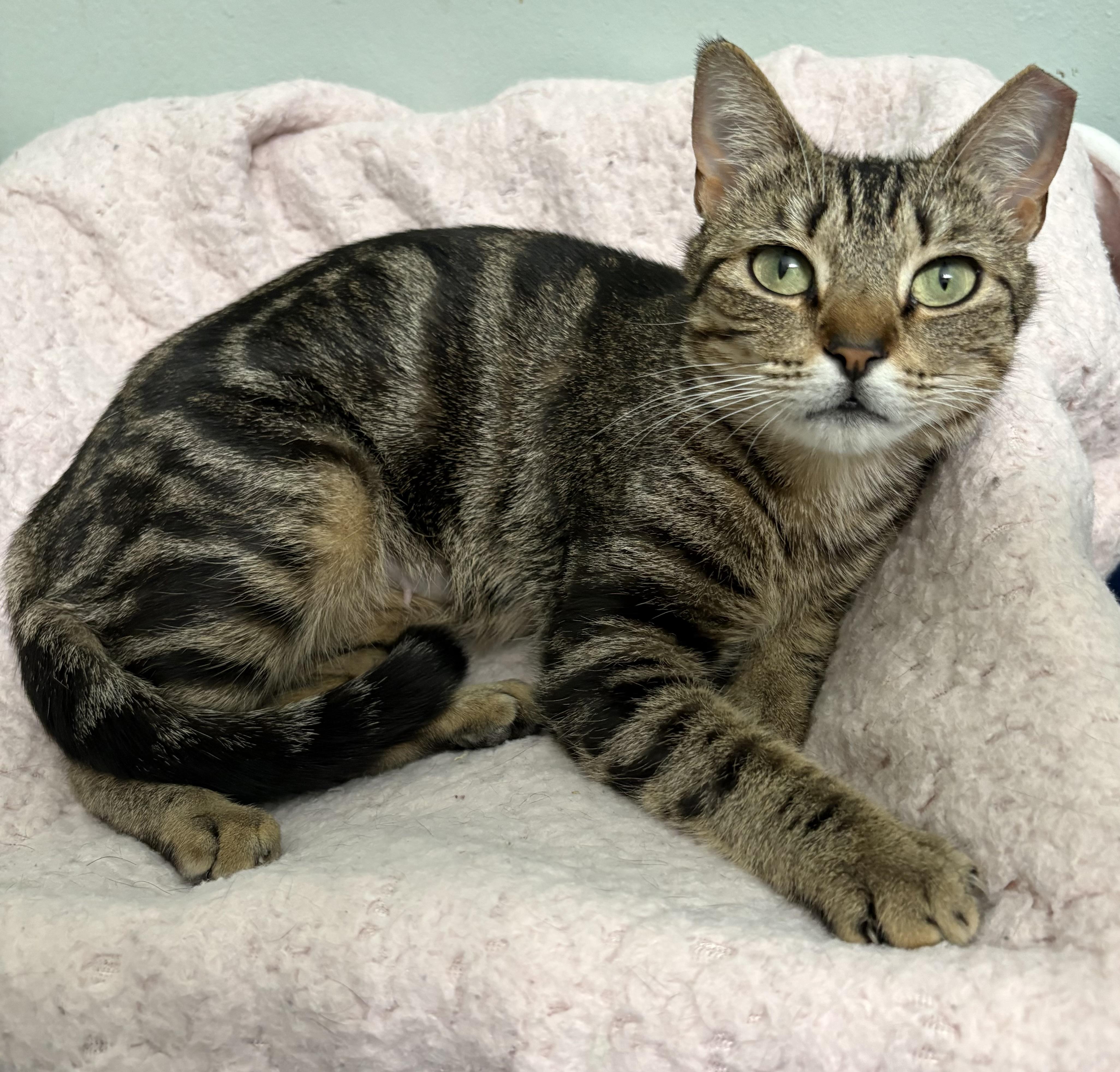 Clover, ADOPTABLE, Young Female Domestic Short Hair & Tabby.