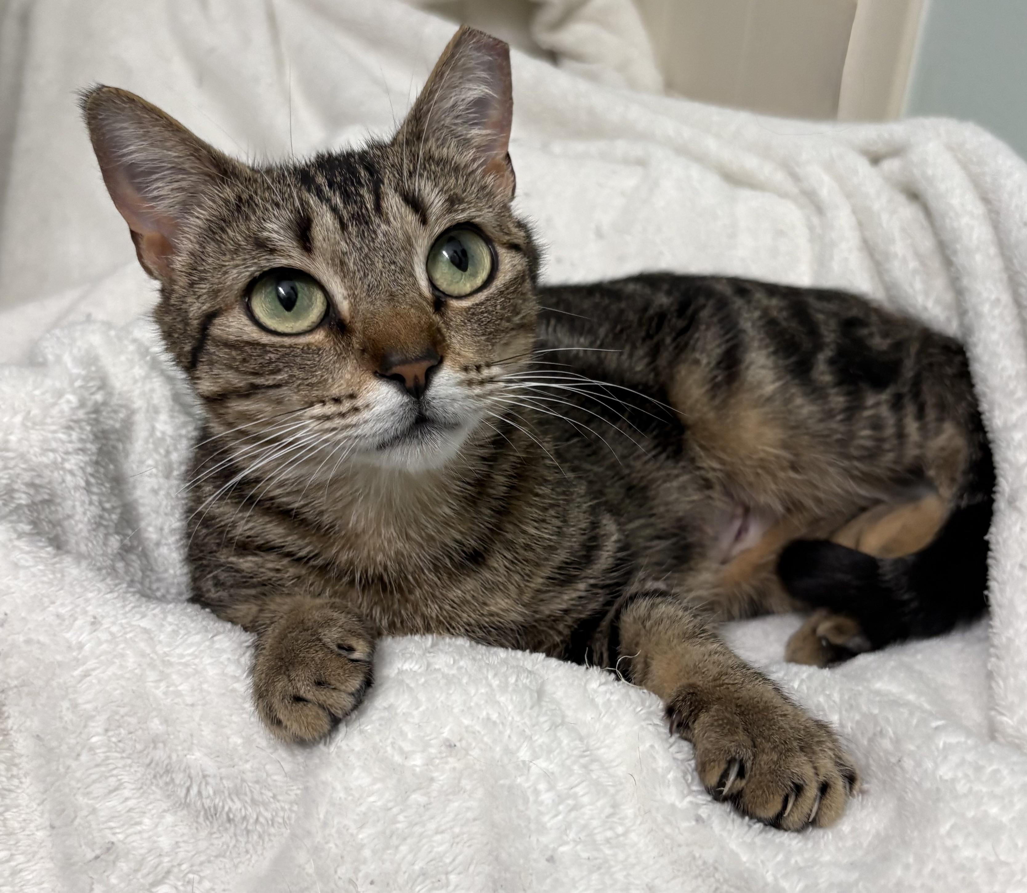 Clover, a ADOPTABLE mixed breed in Brooksville, FL image 5/6