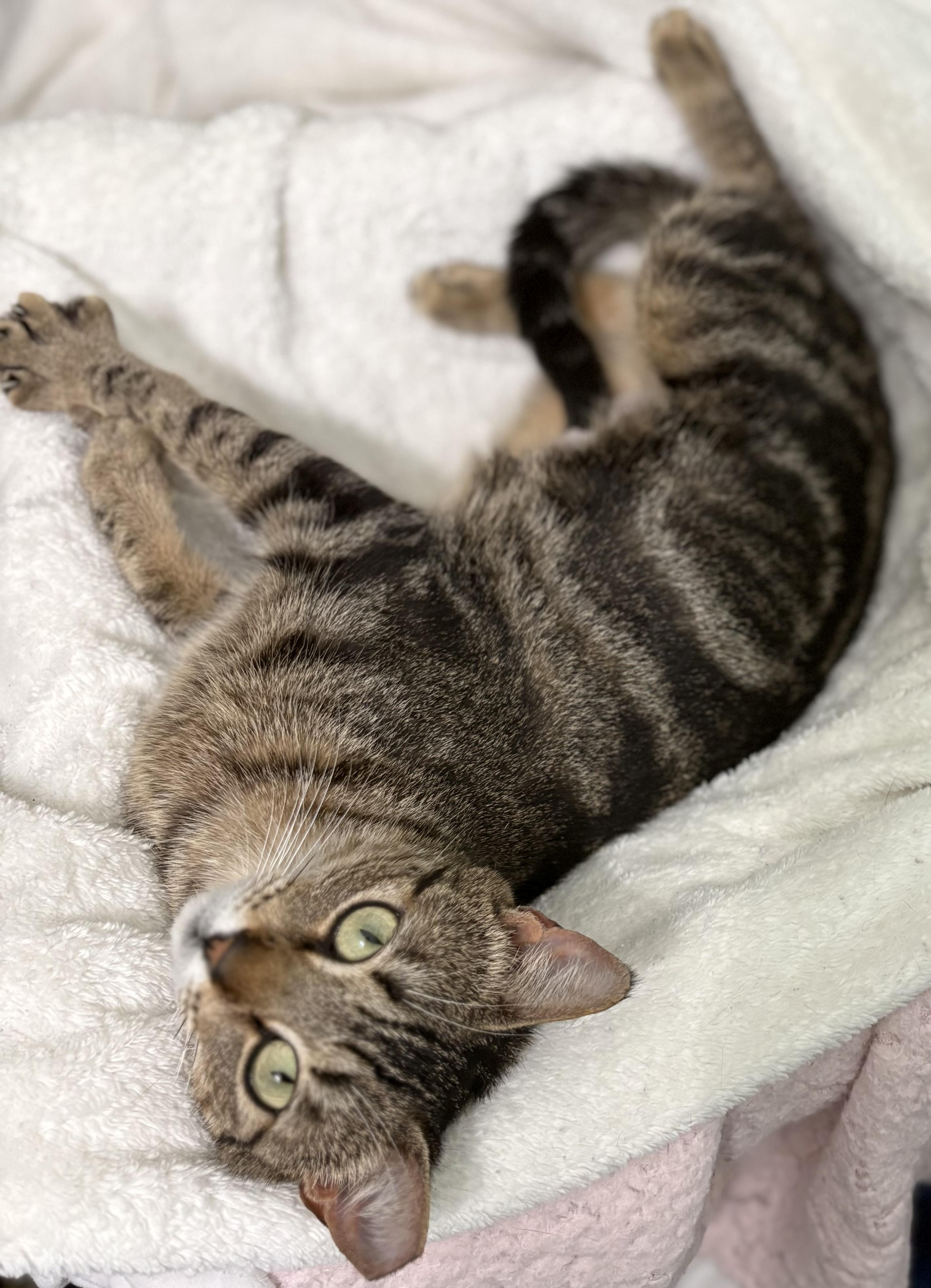 Clover, a ADOPTABLE mixed breed in Brooksville, FL image 2/6