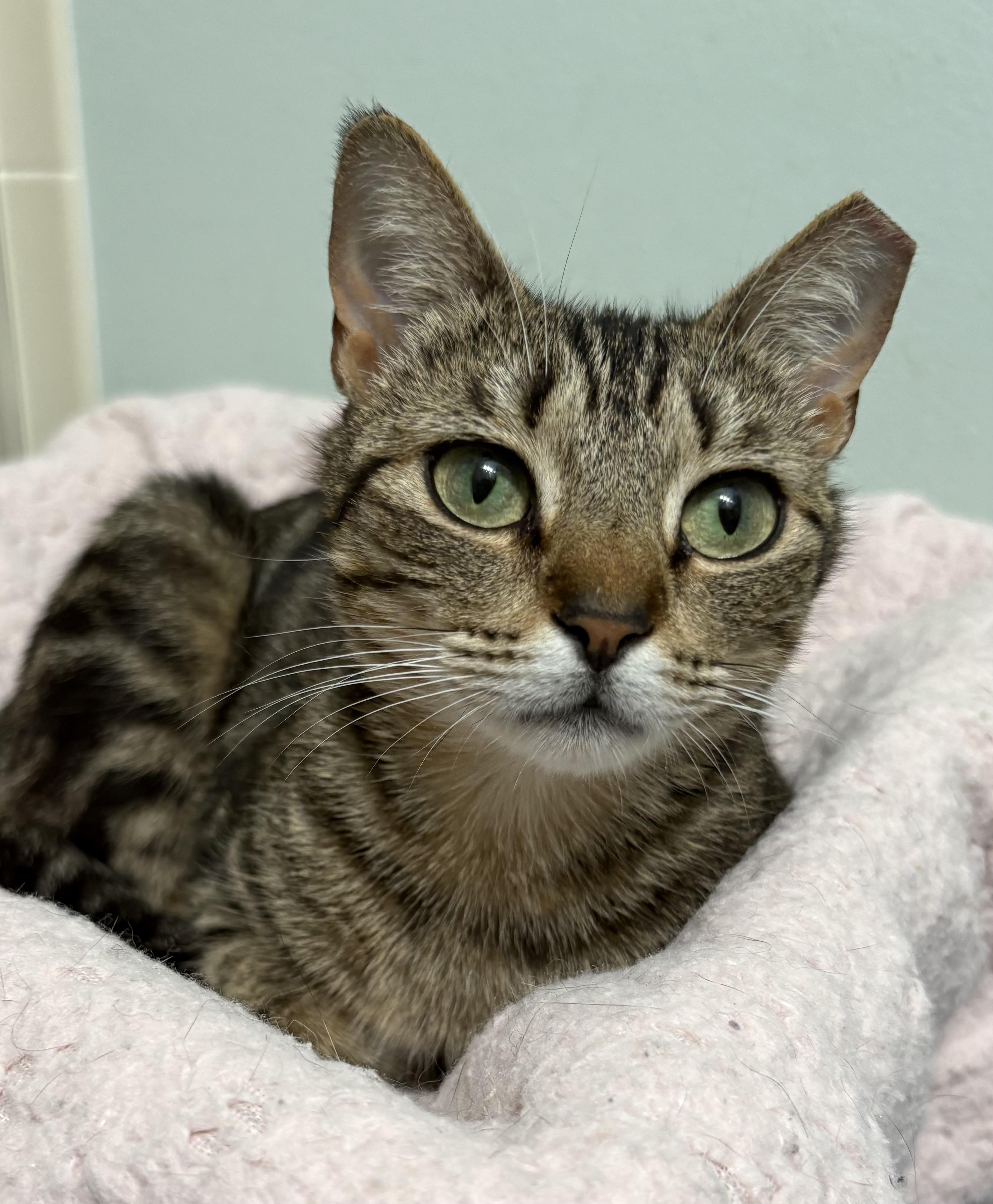 Clover, a ADOPTABLE mixed breed in Brooksville, FL image 3/6