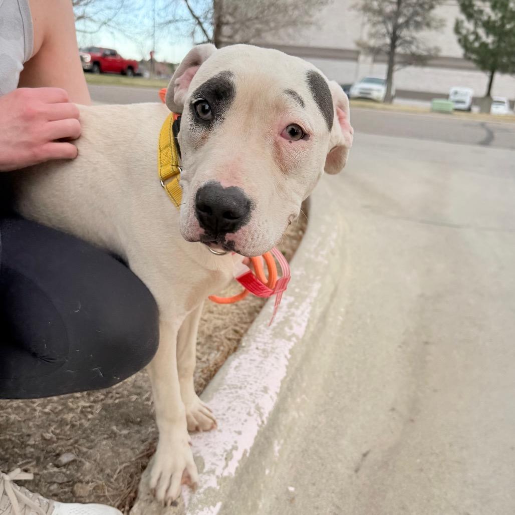 Enlarge 486 (2026) Sally, a Adoptable mixed breed in Parker, CO image 4/6