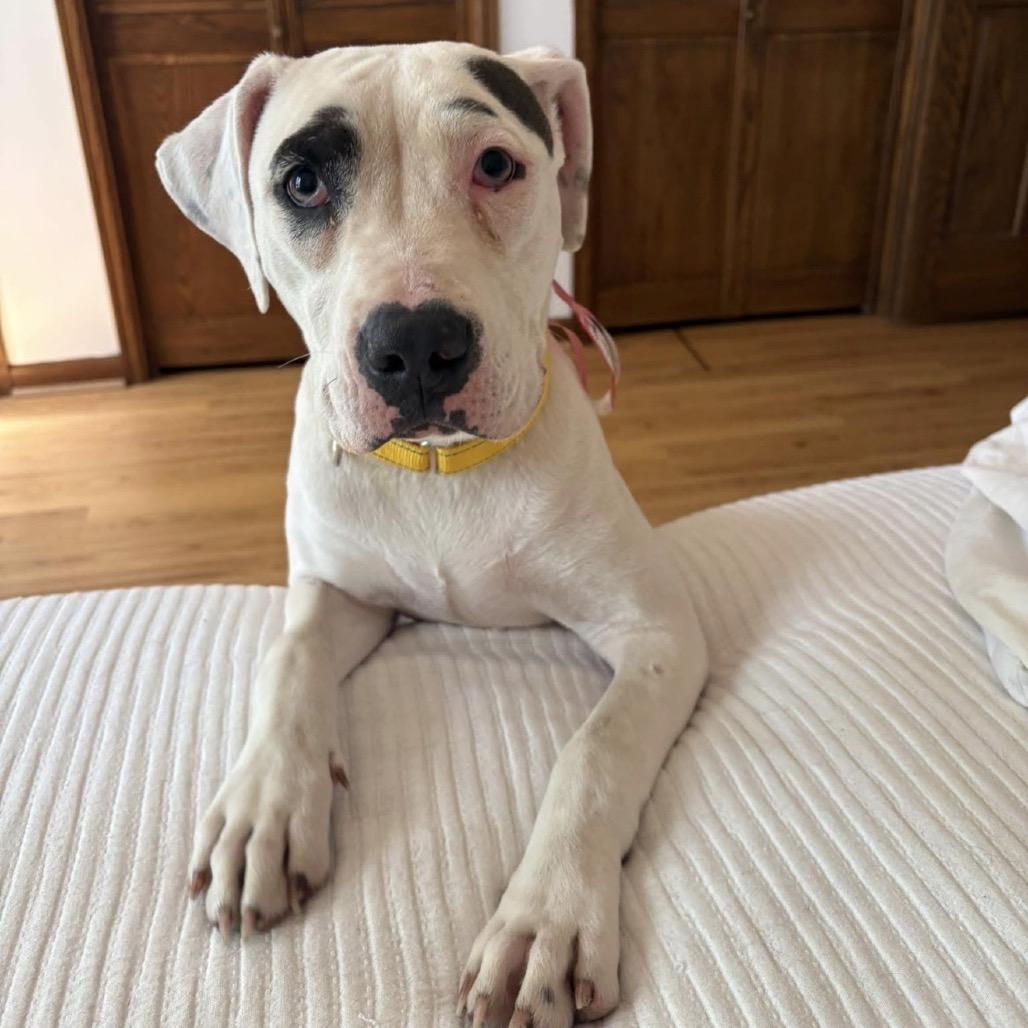 486 (2026) Sally, Adoptable, Young Female Pit Bull Terrier & Boxer.