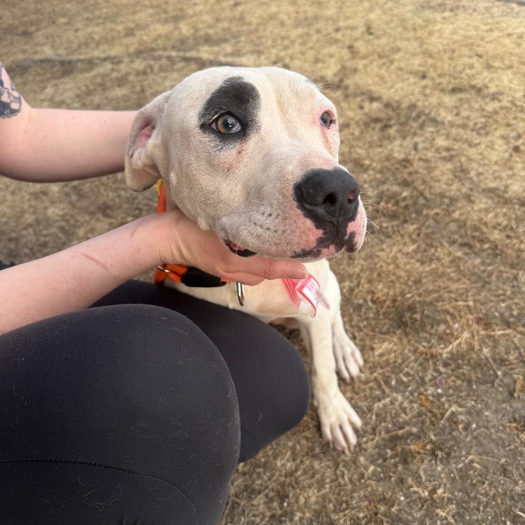 Enlarge 486 (2026) Sally, a Adoptable mixed breed in Parker, CO image 6/6
