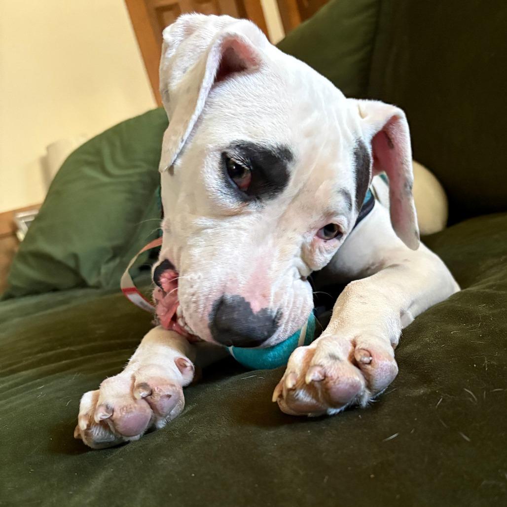 Enlarge 486 (2026) Sally, a Adoptable mixed breed in Parker, CO image 2/6