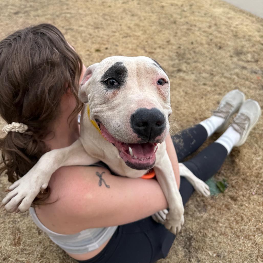 Enlarge 486 (2026) Sally, a Adoptable mixed breed in Parker, CO image 3/6