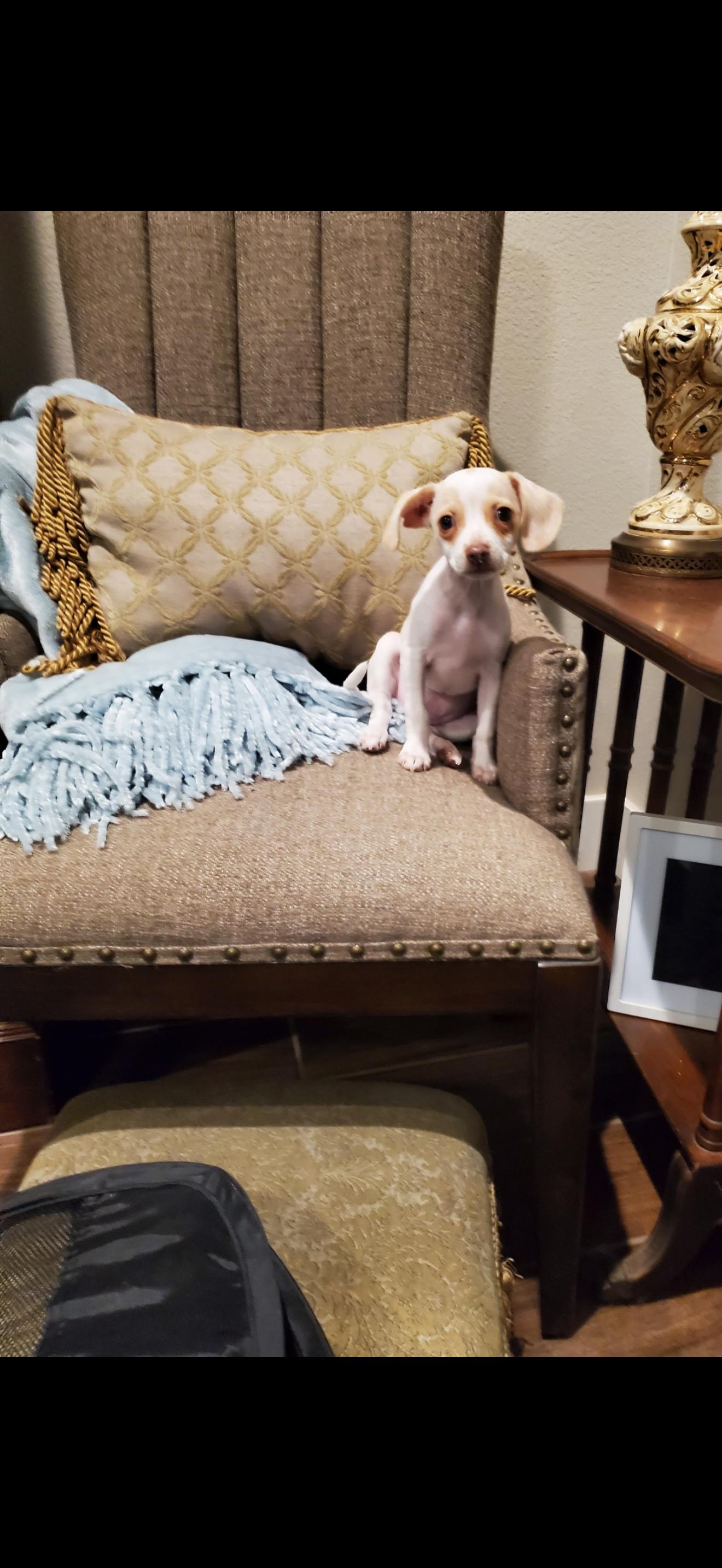 Daisy - The Cutie Pie, a Adoptable mixed breed in Rancho Cucamonga , CA image 4/5