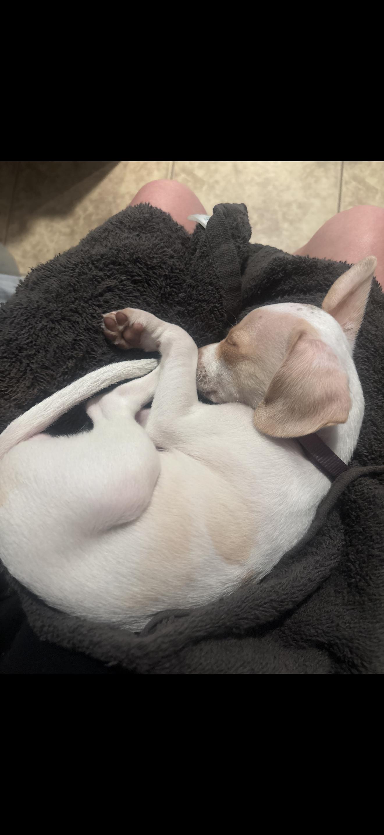 Daisy - The Cutie Pie