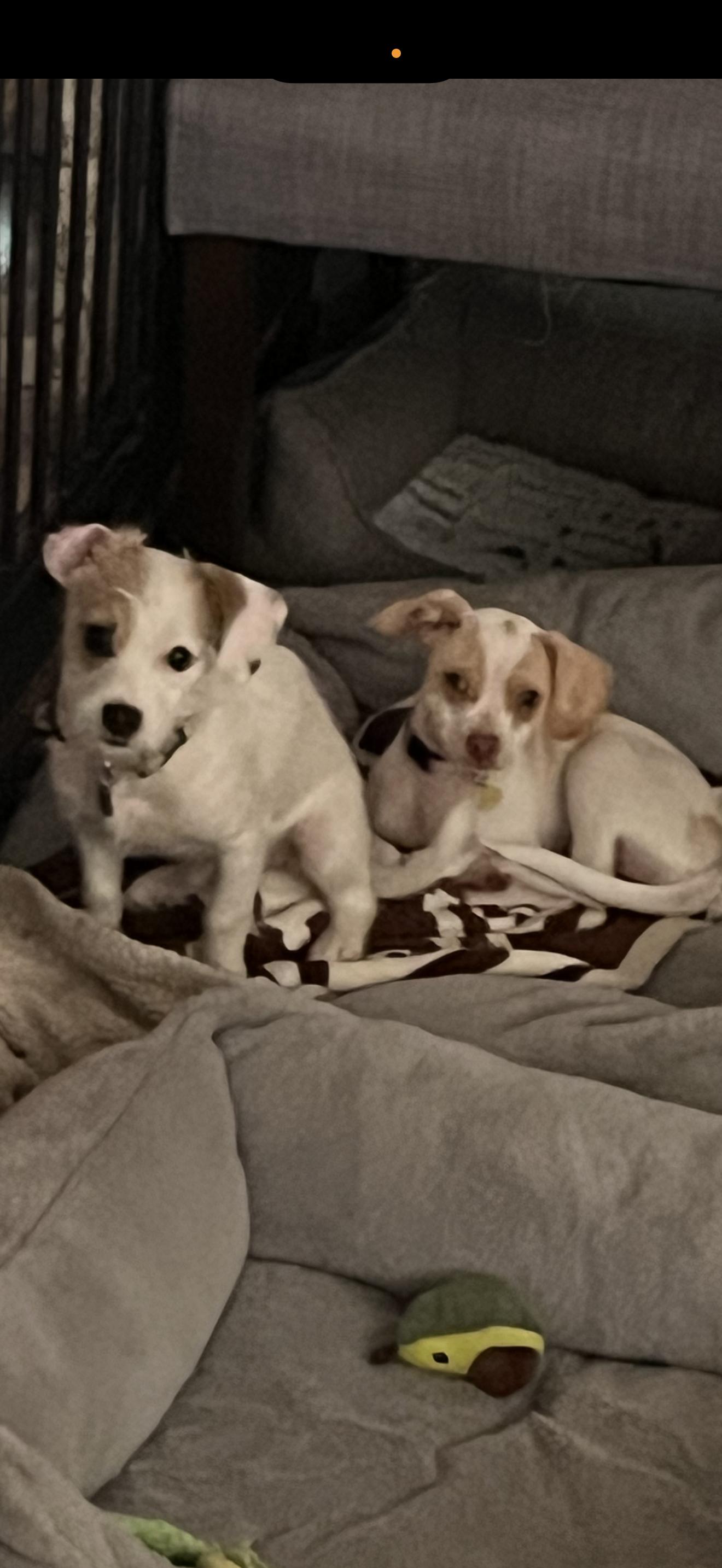 Daisy - The Cutie Pie, a Adoptable mixed breed in Rancho Cucamonga , CA image 2/5