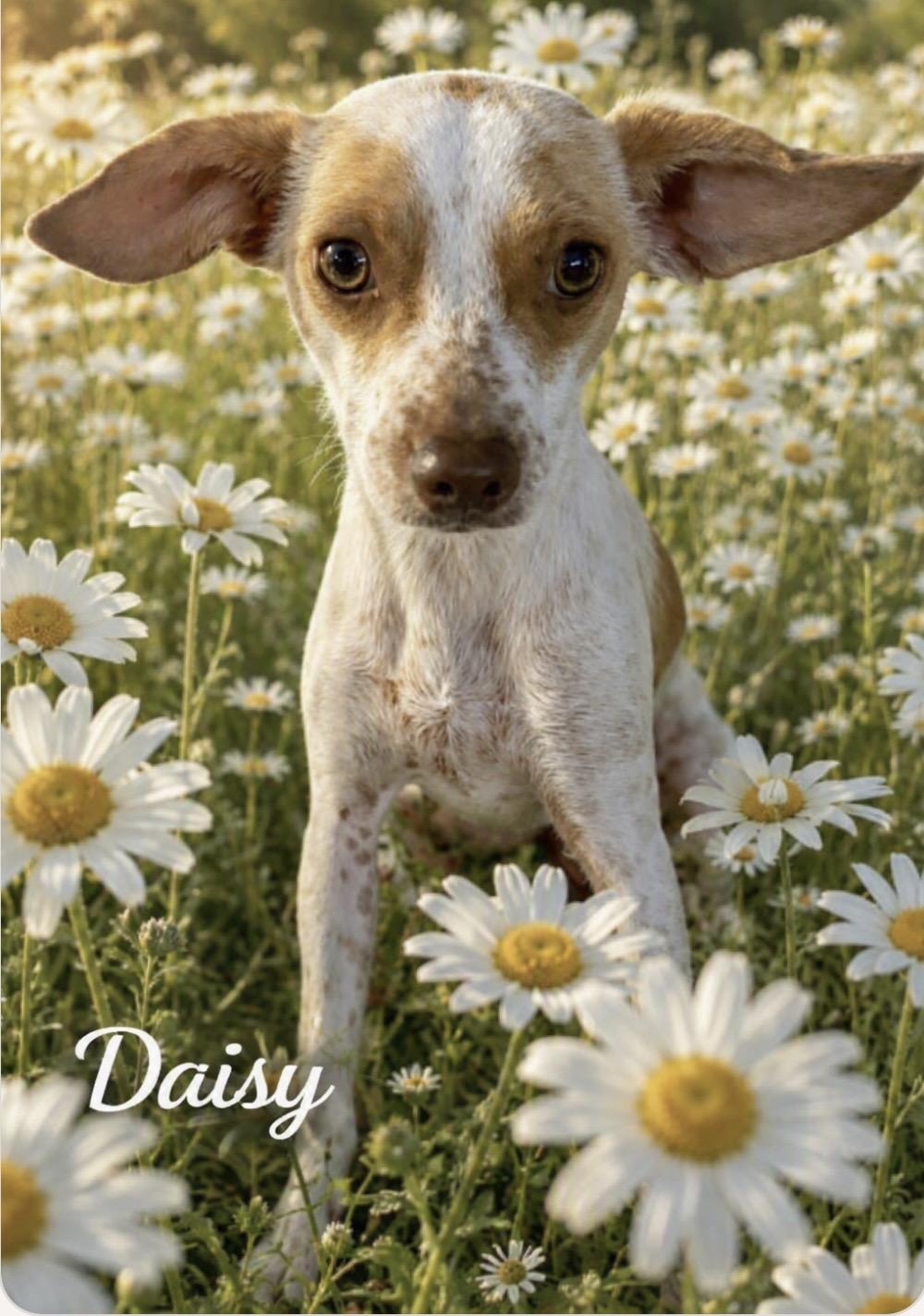 Daisy - The Cutie Pie, adoptable, Young Female Terrier & Chihuahua.