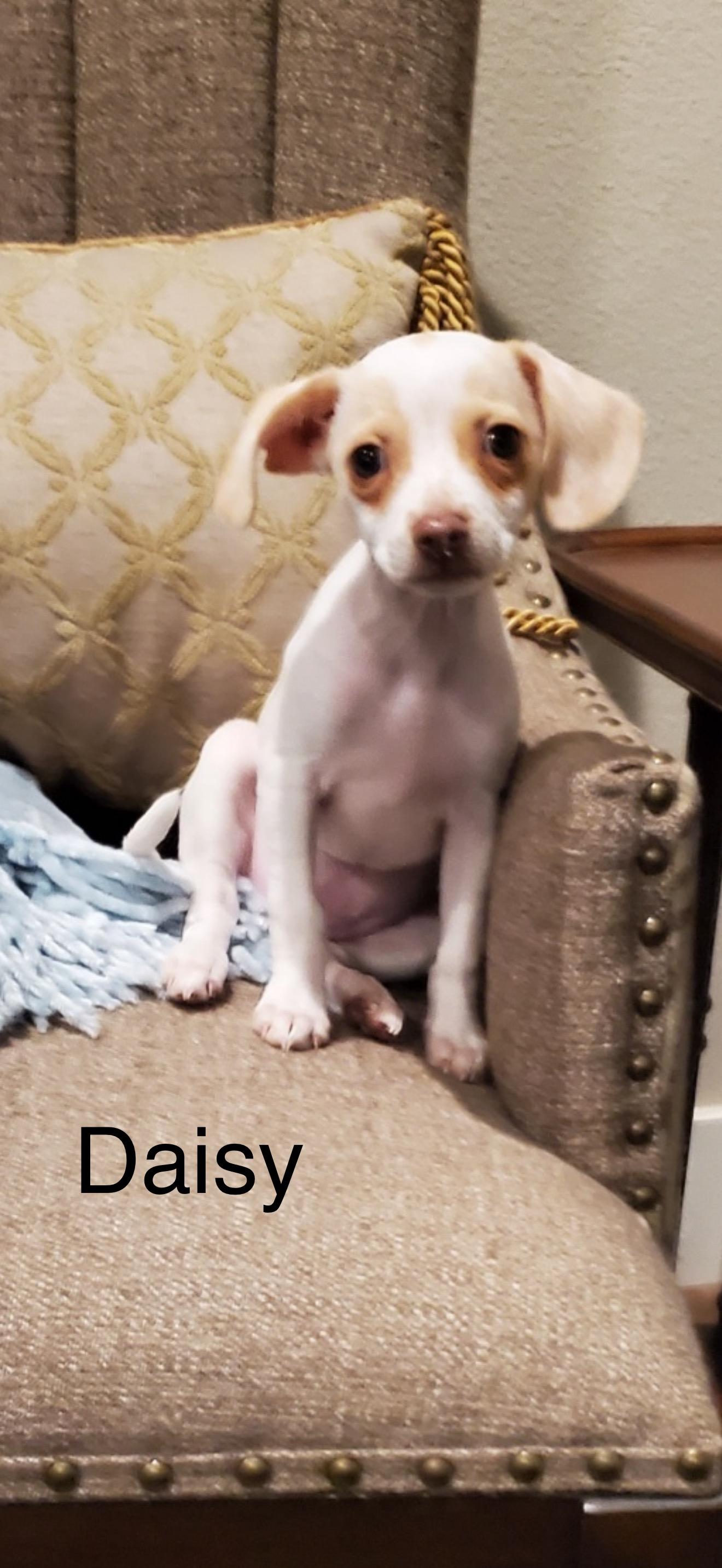 Daisy - The Cutie Pie, a Adoptable mixed breed in Rancho Cucamonga , CA image 1/5