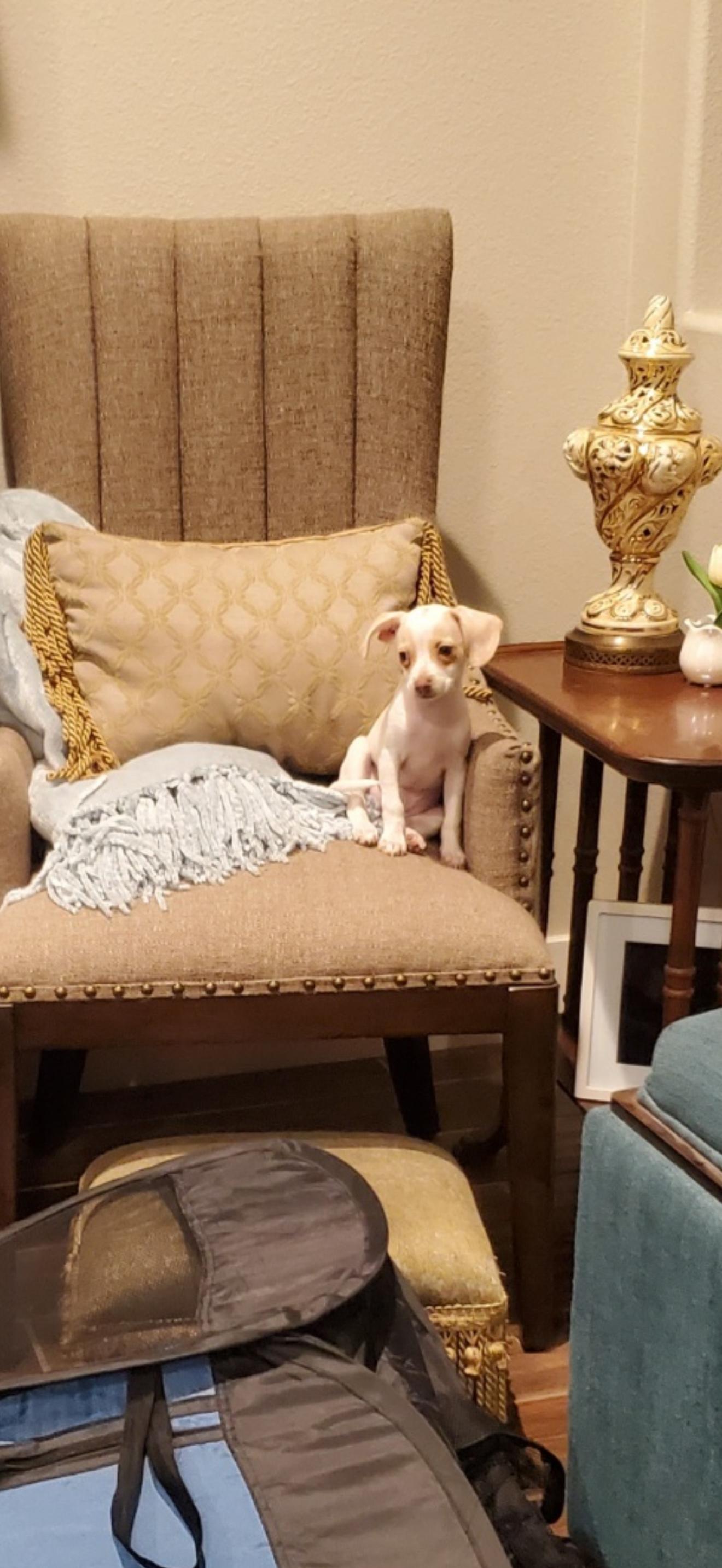 Daisy - The Cutie Pie