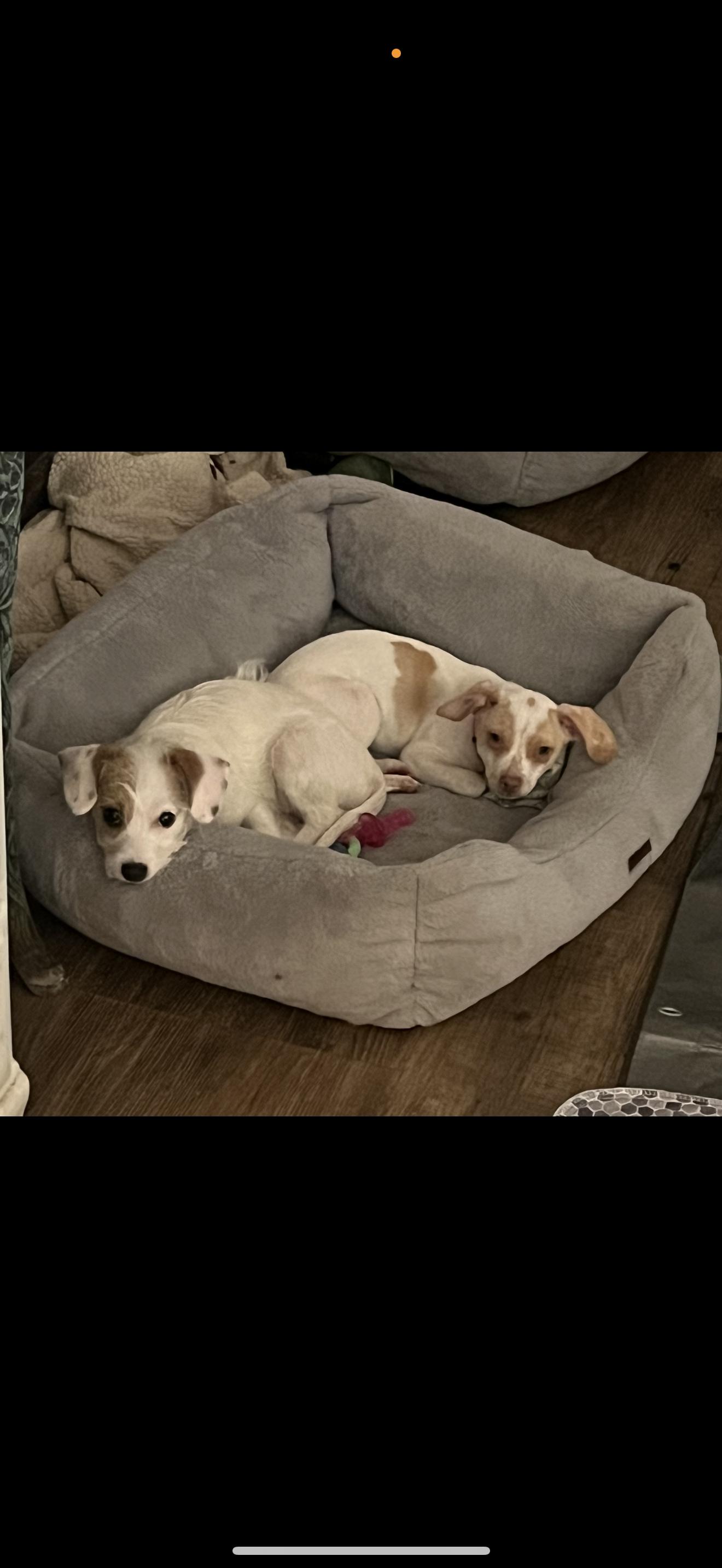 Daisy - The Cutie Pie, a Adoptable mixed breed in Rancho Cucamonga , CA image 3/5