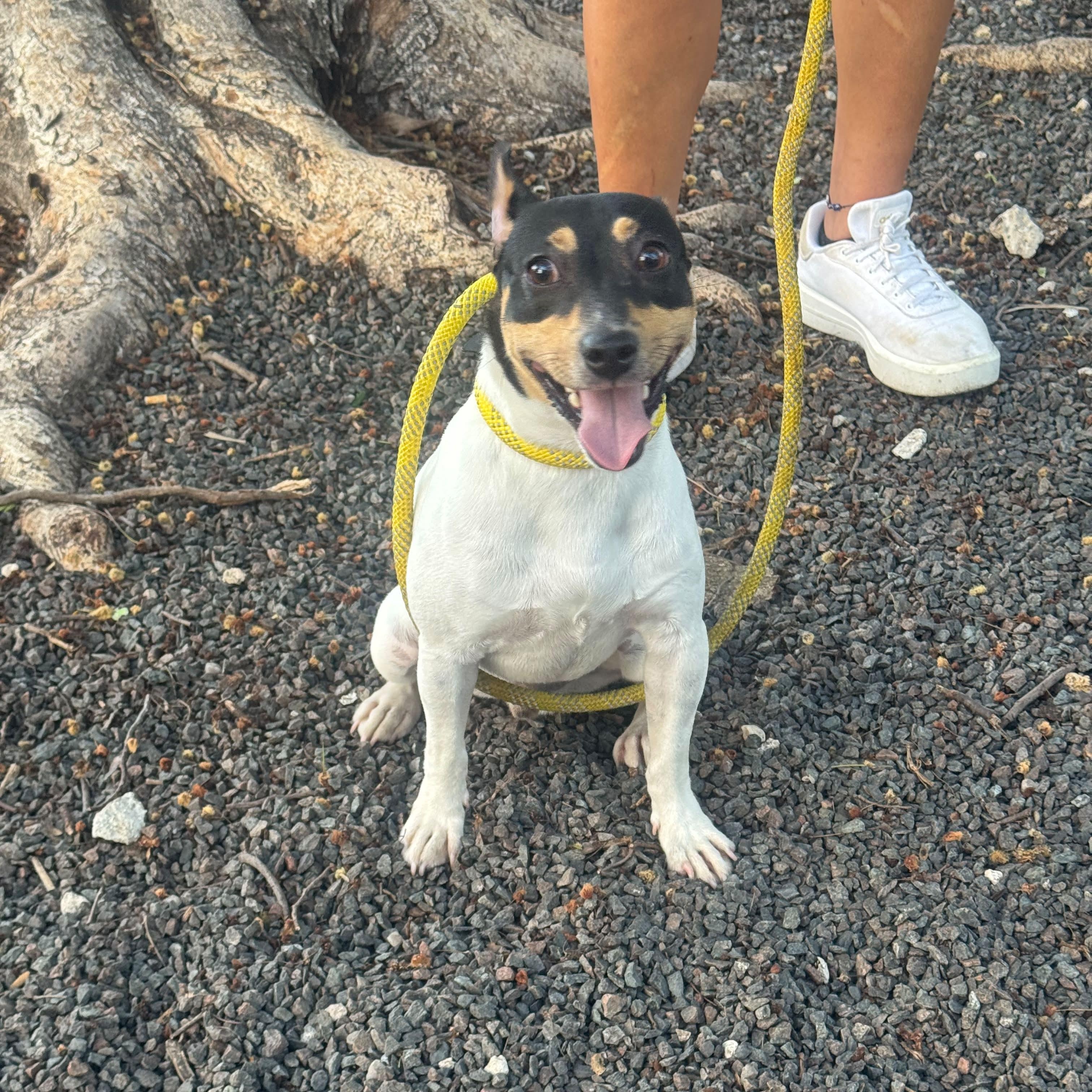Tommy, Adoptable, Puppy Male Rat Terrier.