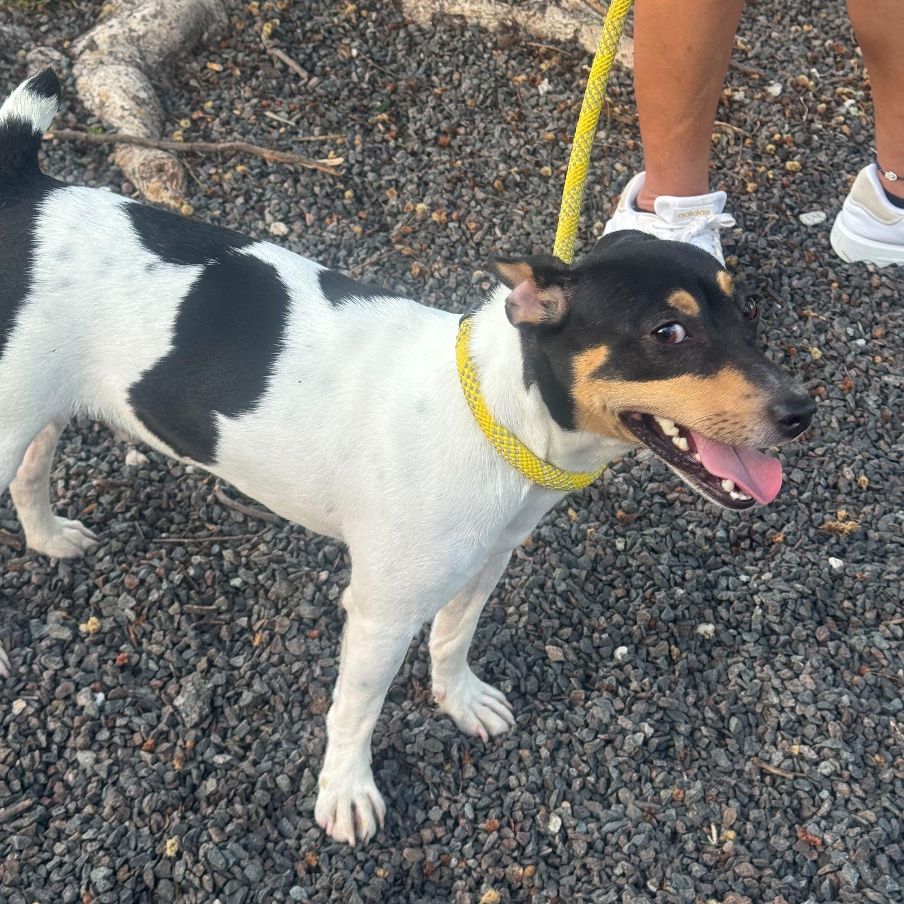 Enlarge Tommy, a Adoptable Rat Terrier in Miami, FL image 2/5