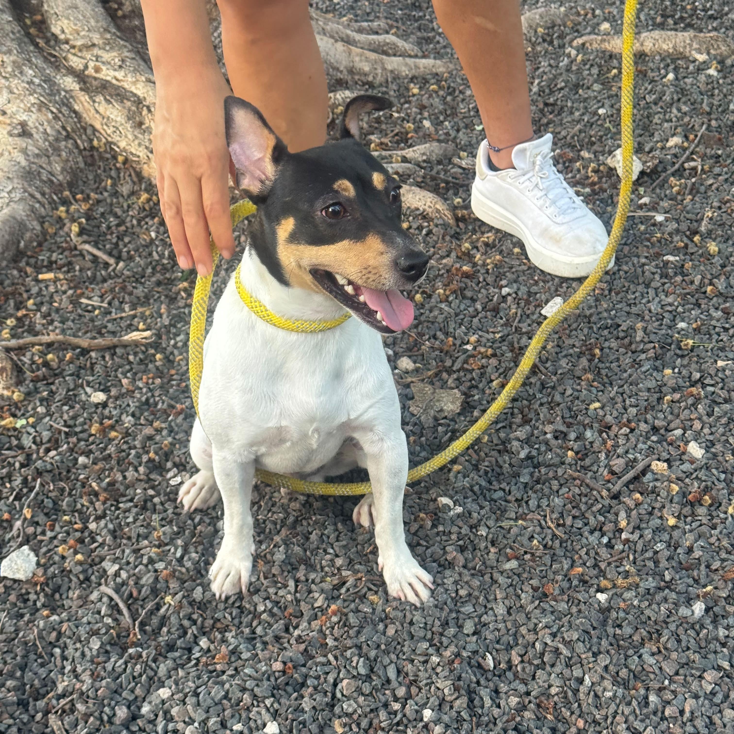 Enlarge Tommy, a Adoptable Rat Terrier in Miami, FL image 3/5