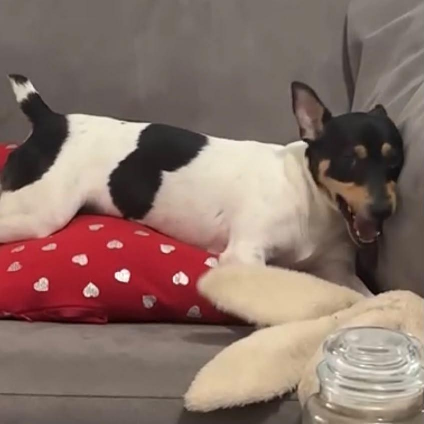 Enlarge Tommy, a Adoptable Rat Terrier in Miami, FL image 4/5