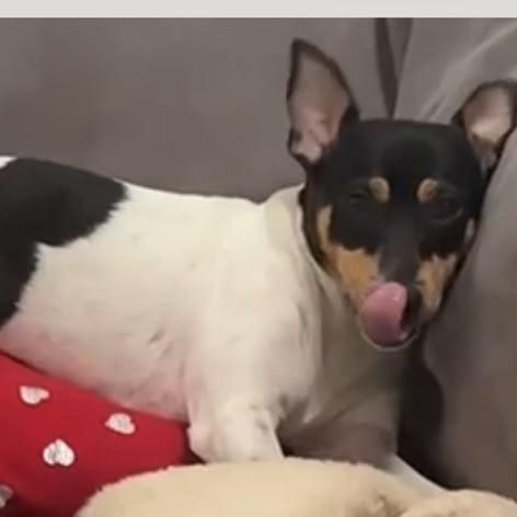 Enlarge Tommy, a Adoptable Rat Terrier in Miami, FL image 5/5