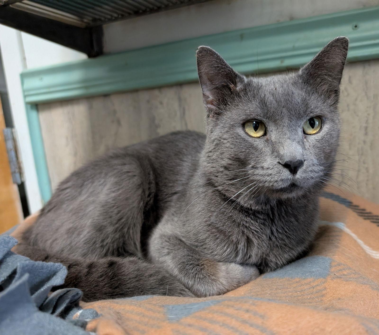 Enlarge Callum, a Adopted Domestic Short Hair in Dublin, OH image 1/3