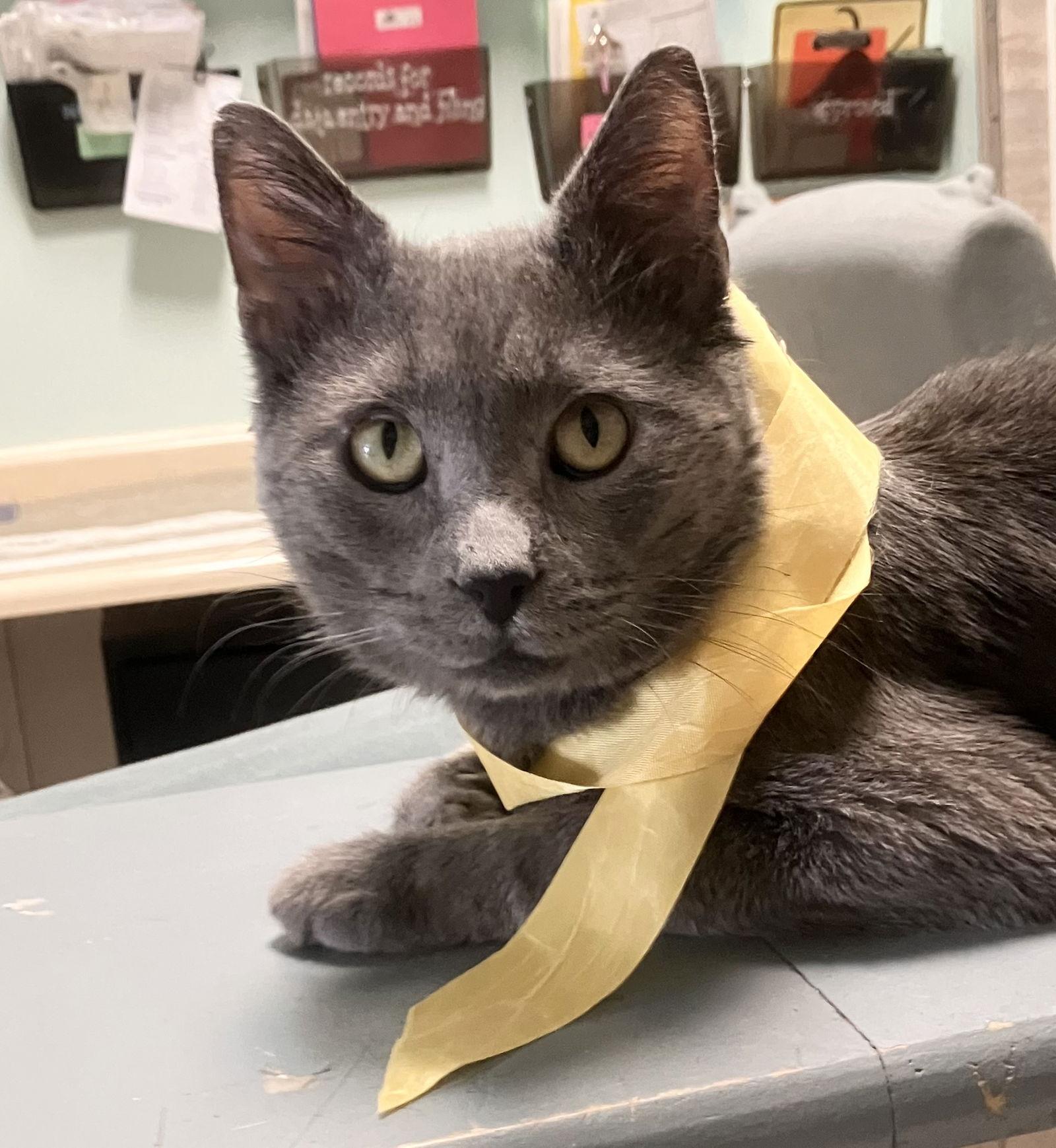 Enlarge Callum, a Adopted Domestic Short Hair in Dublin, OH image 2/3