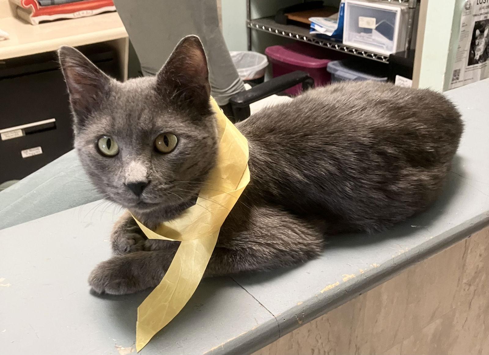 Enlarge Callum, a Adopted Domestic Short Hair in Dublin, OH image 3/3