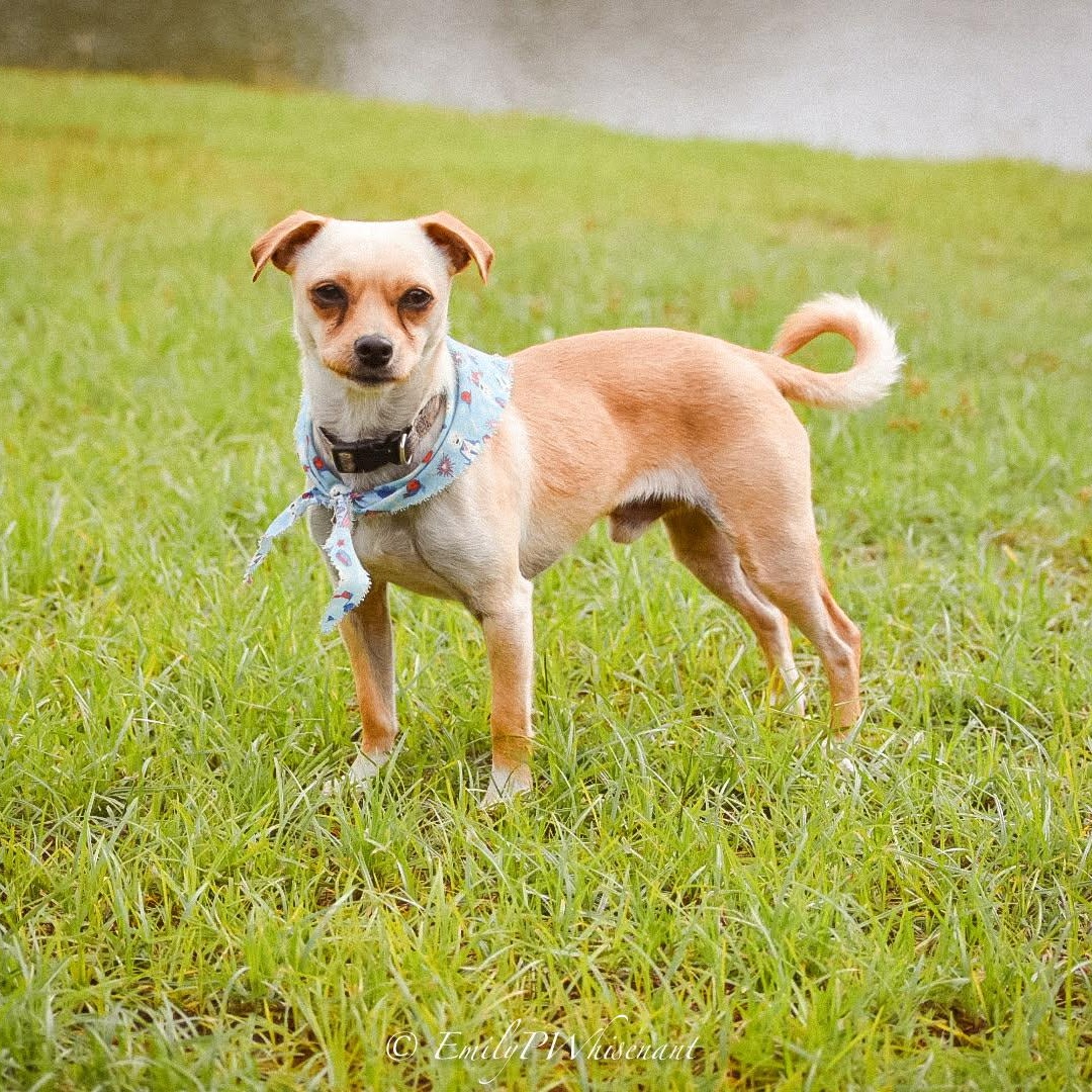 Hank Jr , adopted, Young Male Chihuahua.