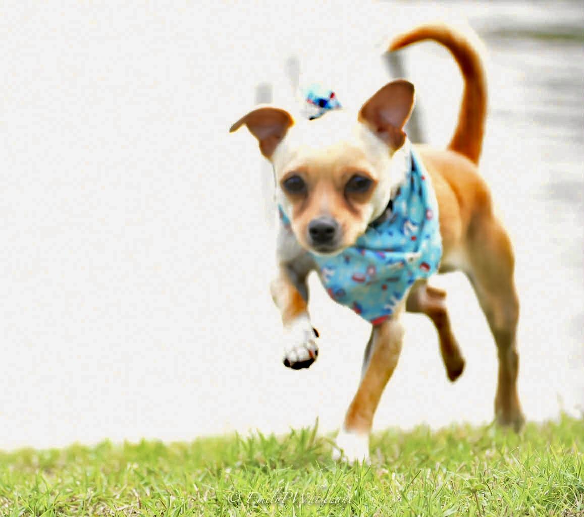 Enlarge Hank Jr , an adopted Chihuahua in Southaven , MS image 4/6