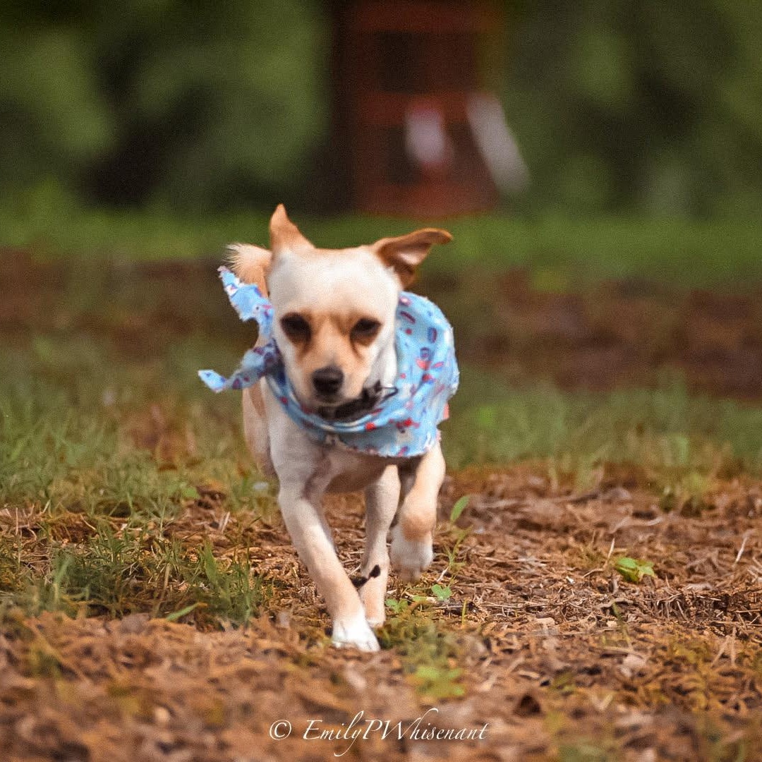 Enlarge Hank Jr , an adopted Chihuahua in Southaven , MS image 6/6