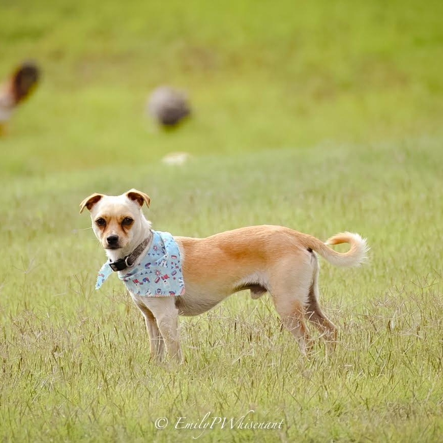 Enlarge Hank Jr , an adopted Chihuahua in Southaven , MS image 3/6