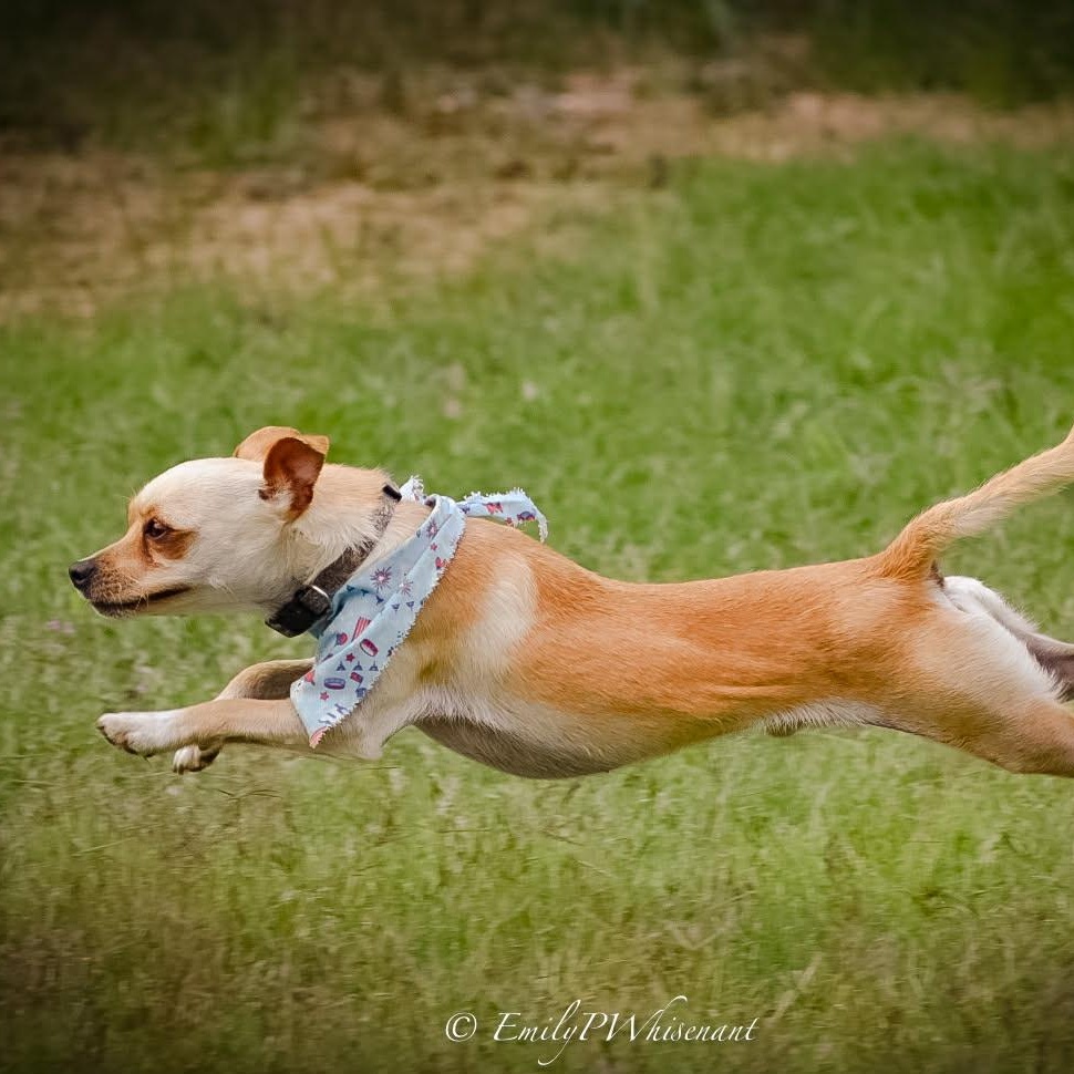 Enlarge Hank Jr , an adopted Chihuahua in Southaven , MS image 5/6