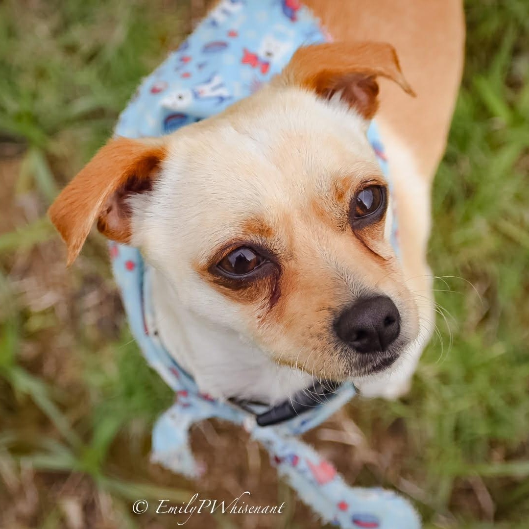 Enlarge Hank Jr , an adopted Chihuahua in Southaven , MS image 2/6