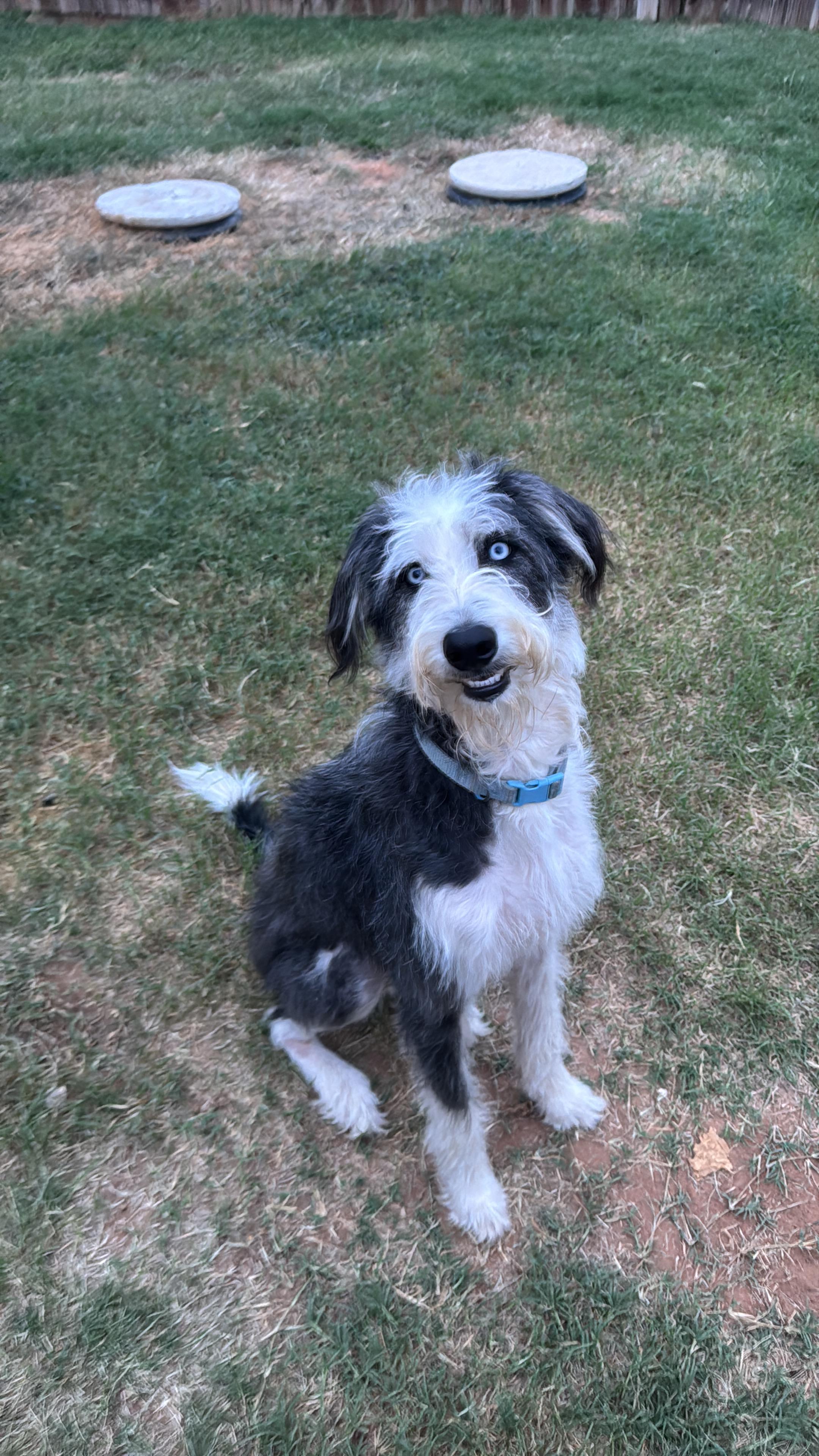 Onyx2, adopted, Young Male Aussiedoodle.
