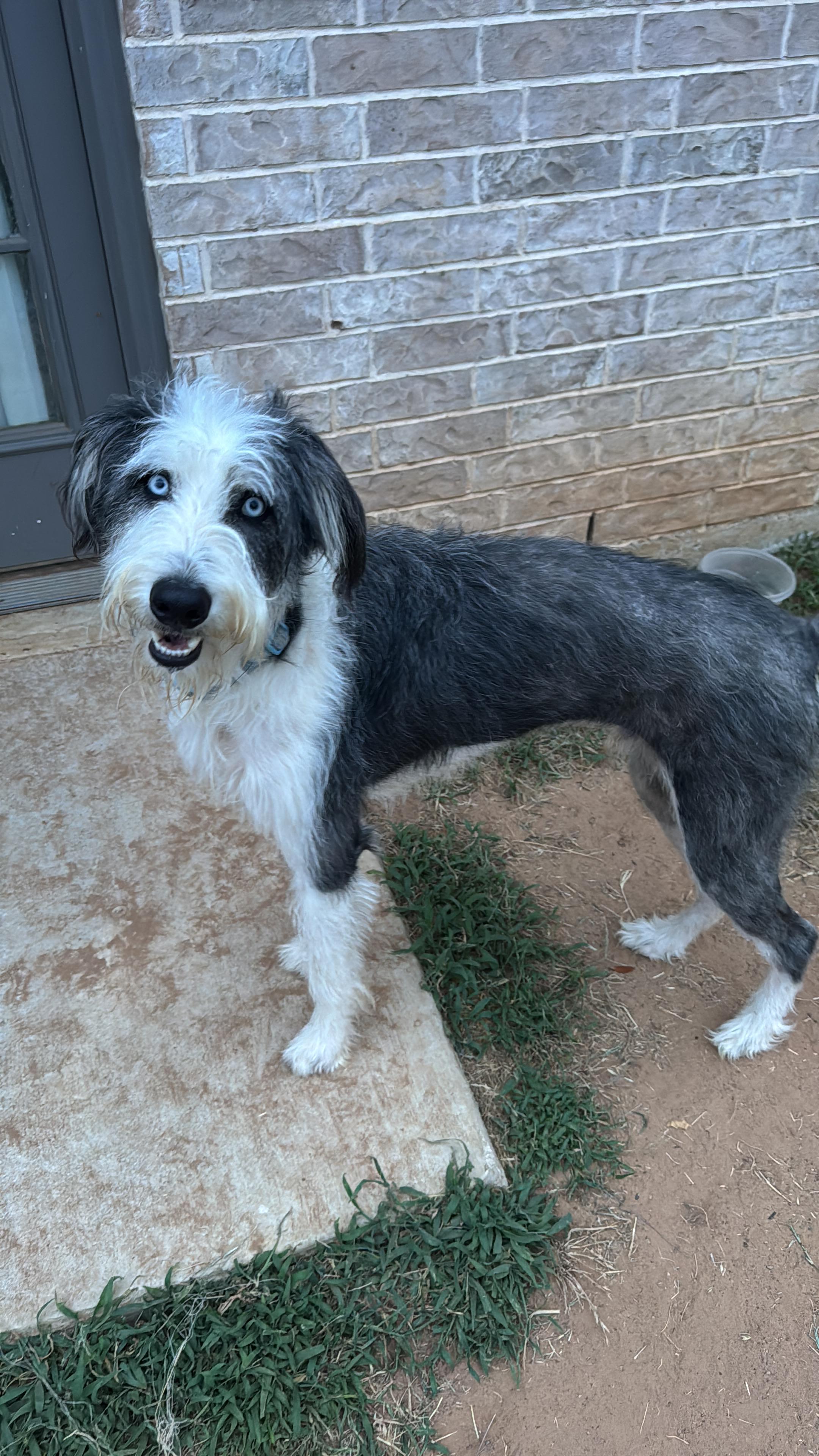 Onyx2, an adopted Aussiedoodle in Haslet, TX image 2/2