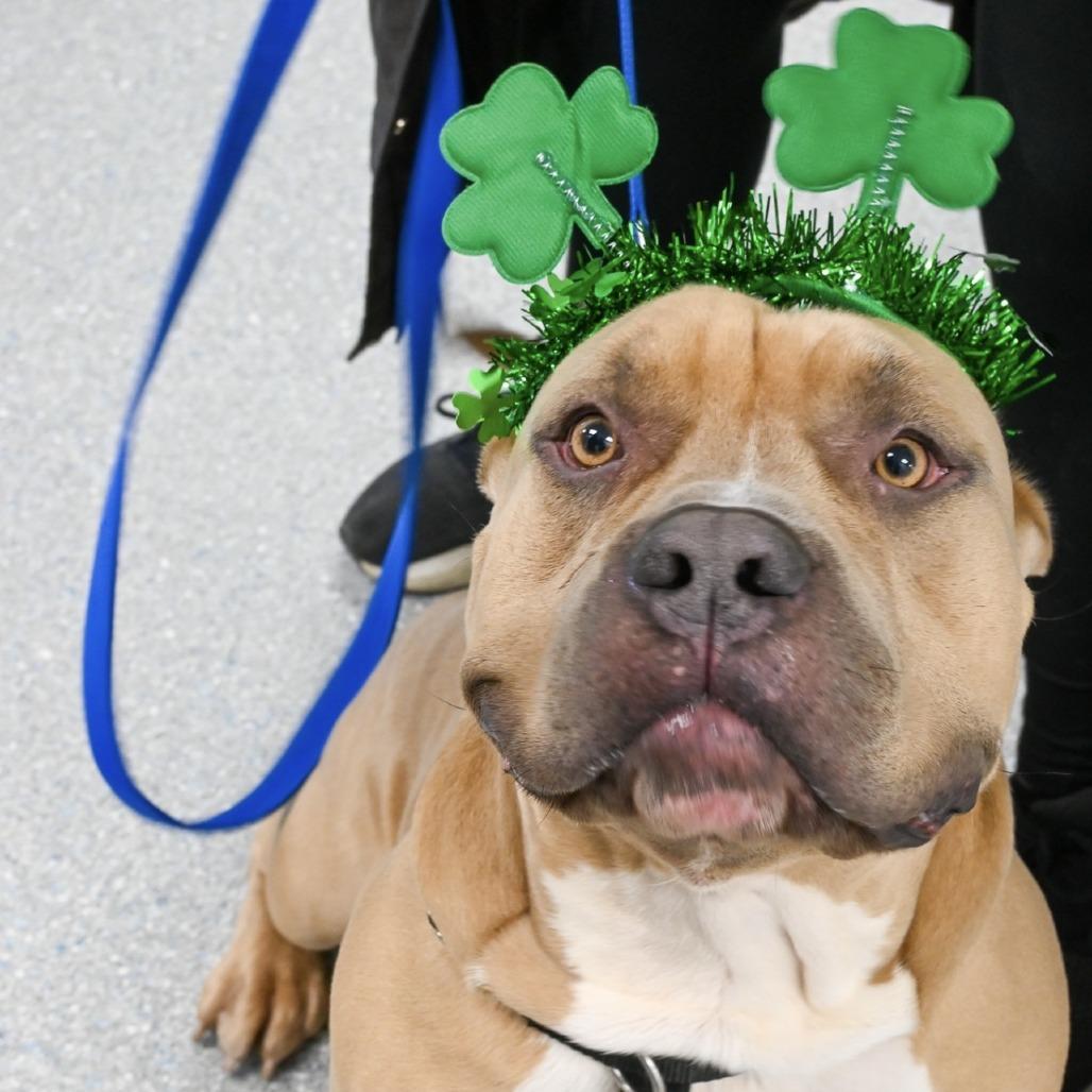 Caesar, Adoptable, Adult Male Mixed Breed.