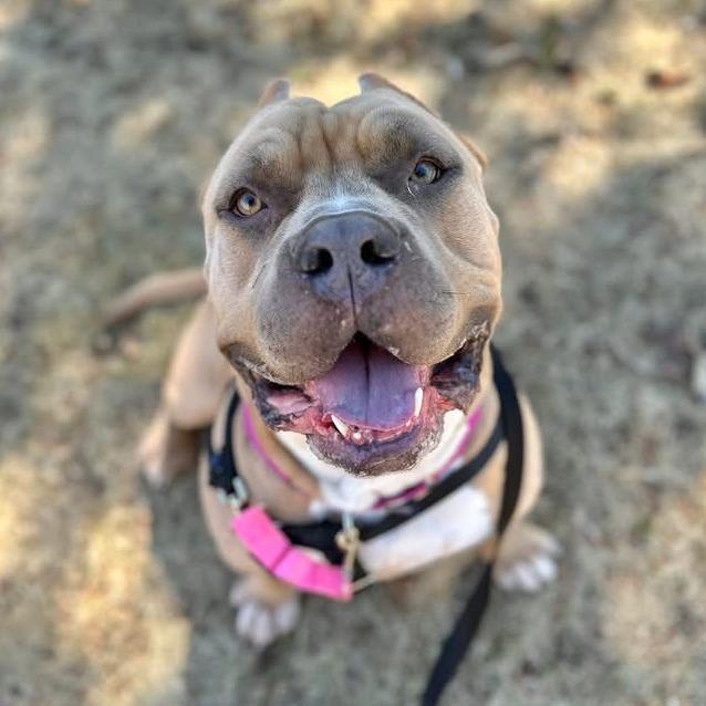 Enlarge Caesar, a Adoptable Mixed Breed in Naperville, IL image 2/6