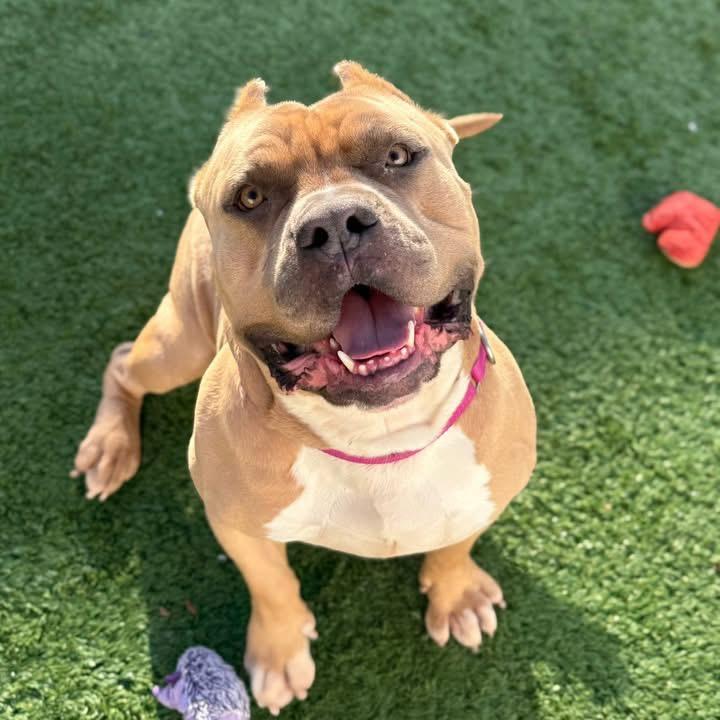 Enlarge Caesar, a Adoptable Mixed Breed in Naperville, IL image 3/6