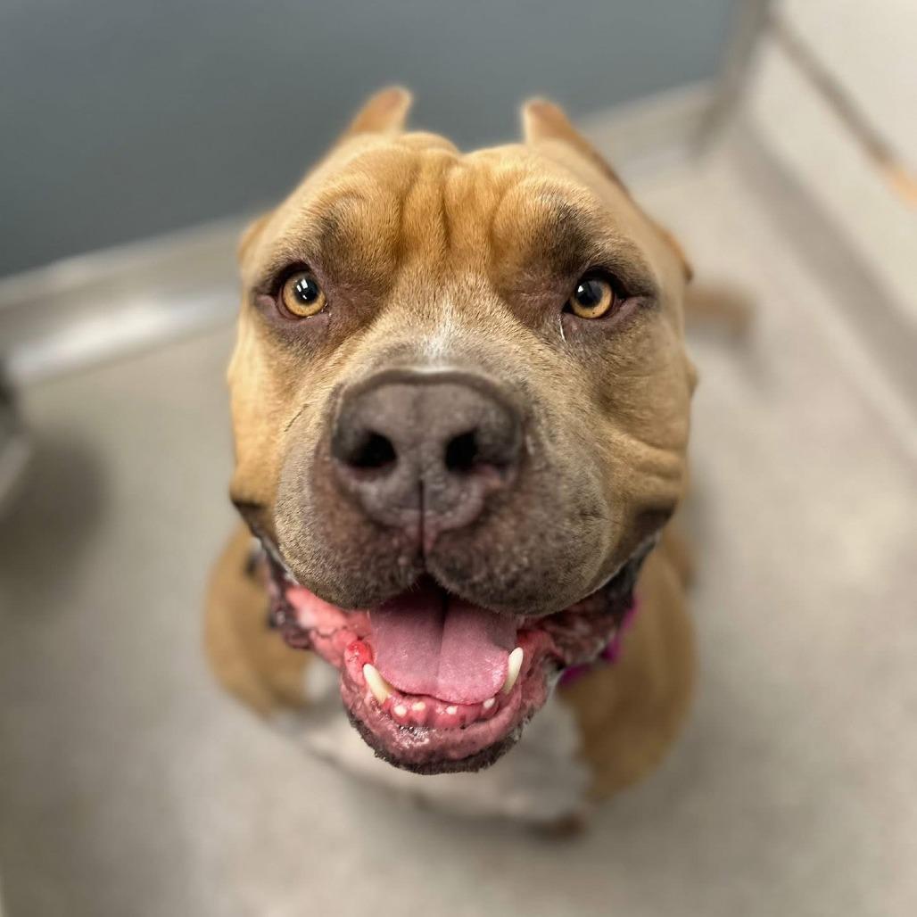 Enlarge Caesar, a Adoptable Mixed Breed in Naperville, IL image 4/6