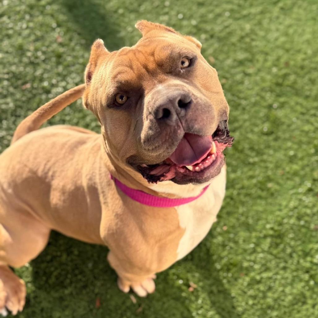 Enlarge Caesar, a Adoptable Mixed Breed in Naperville, IL image 5/6