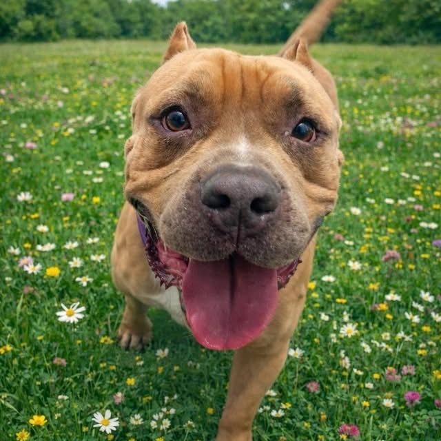 Enlarge Caesar, a Adoptable Mixed Breed in Naperville, IL image 6/6