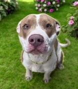 Enlarge Lametry, a Adopted Pit Bull Terrier in Sullivan, IN image 1/1