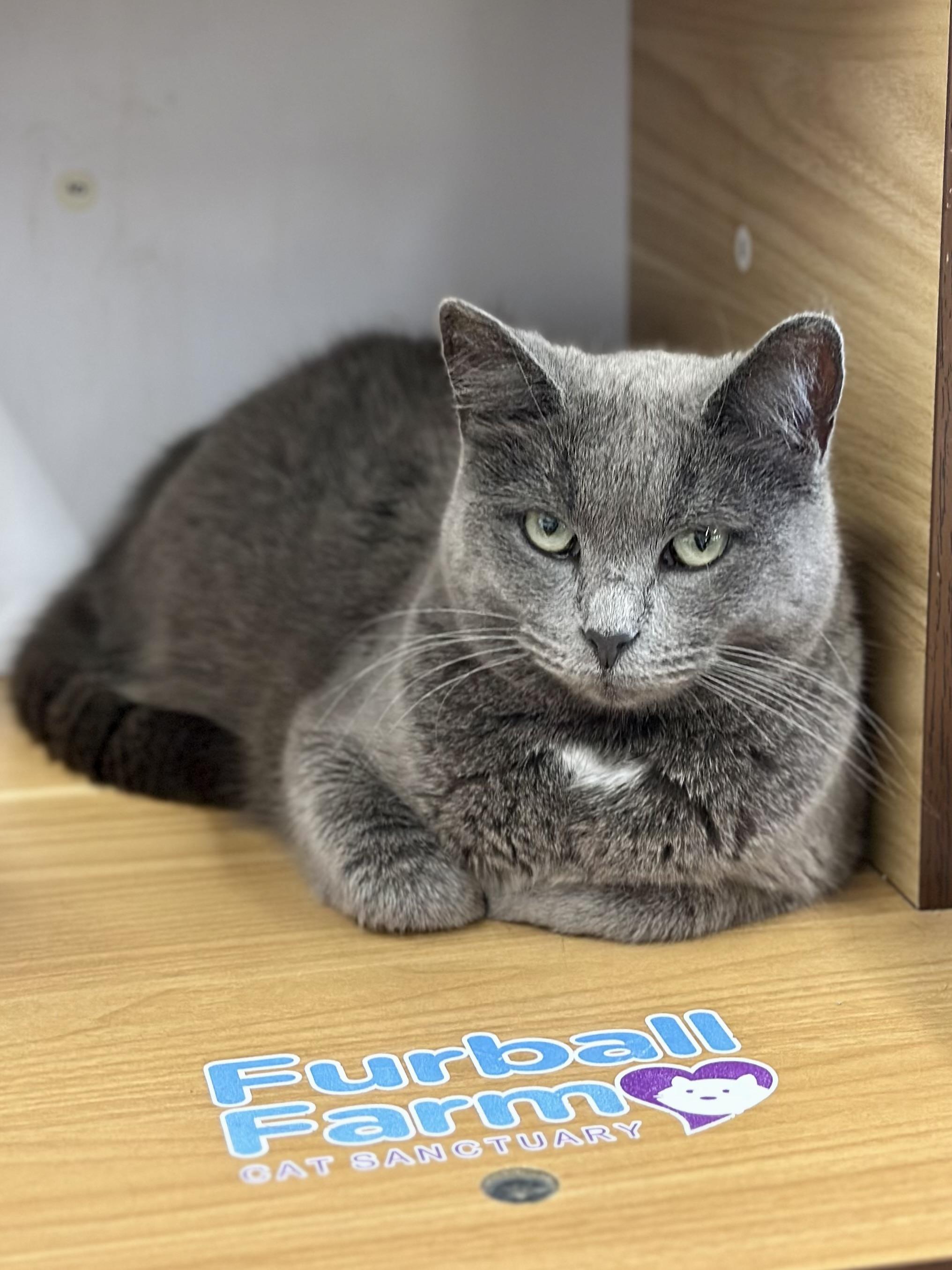 Enlarge Flash, a ADOPTABLE Domestic Short Hair in Faribault, MN image 5/6