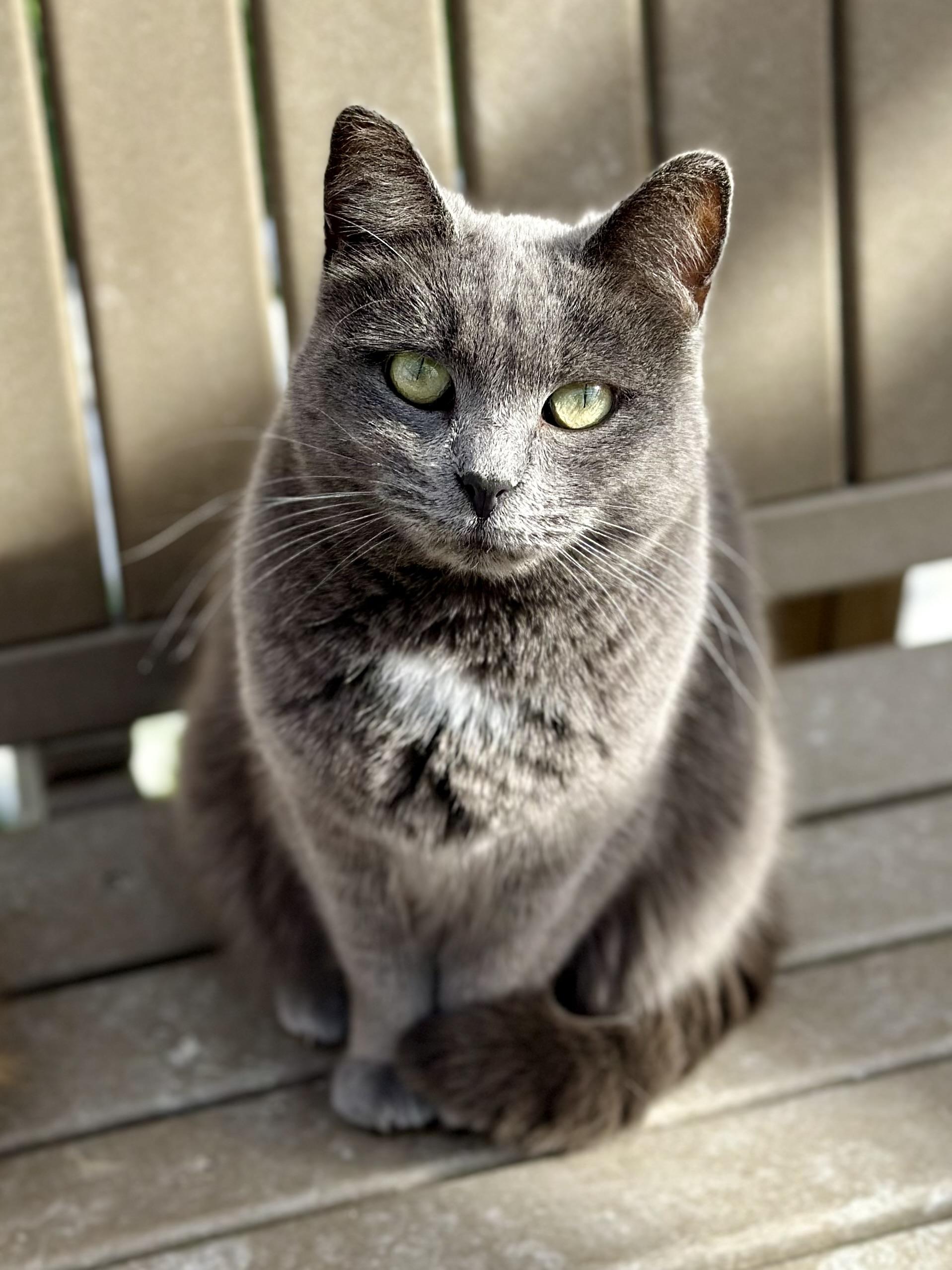 Enlarge Flash, a ADOPTABLE Domestic Short Hair in Faribault, MN image 2/6